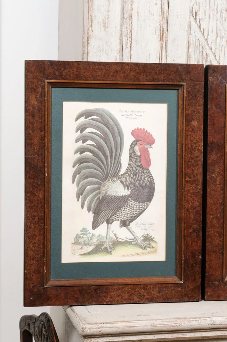 Early 20th Century Turn of the Century German Cockerel Prints in Burr Walnut Frames, Set of Four - 6