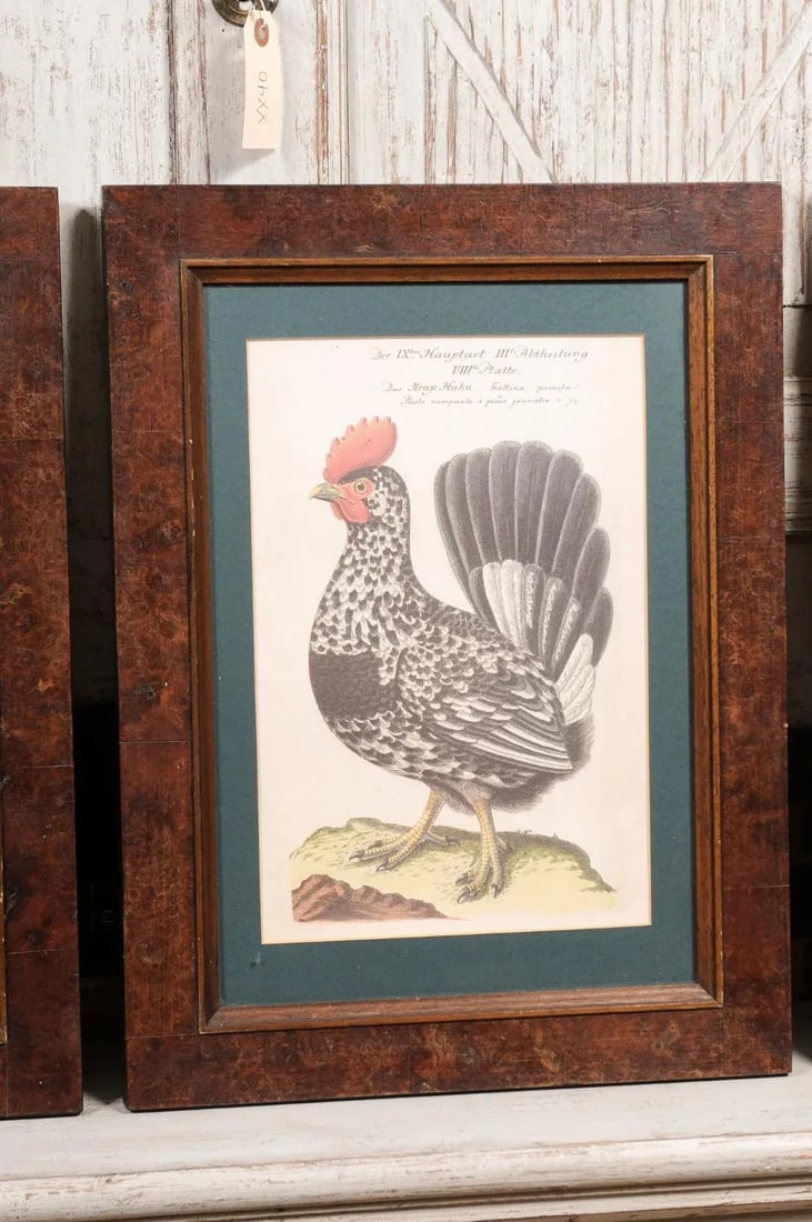 Early 20th Century Turn of the Century German Cockerel Prints in Burr Walnut Frames, Set of Four - 8