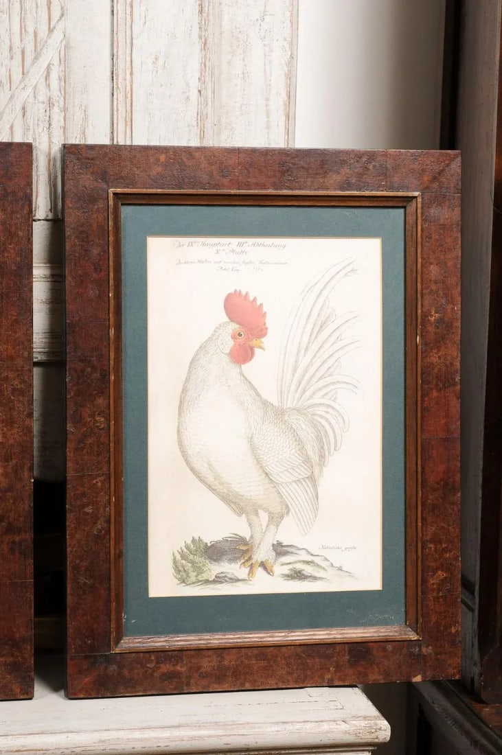 Early 20th Century Turn of the Century German Cockerel Prints in Burr Walnut Frames, Set of Four - 9