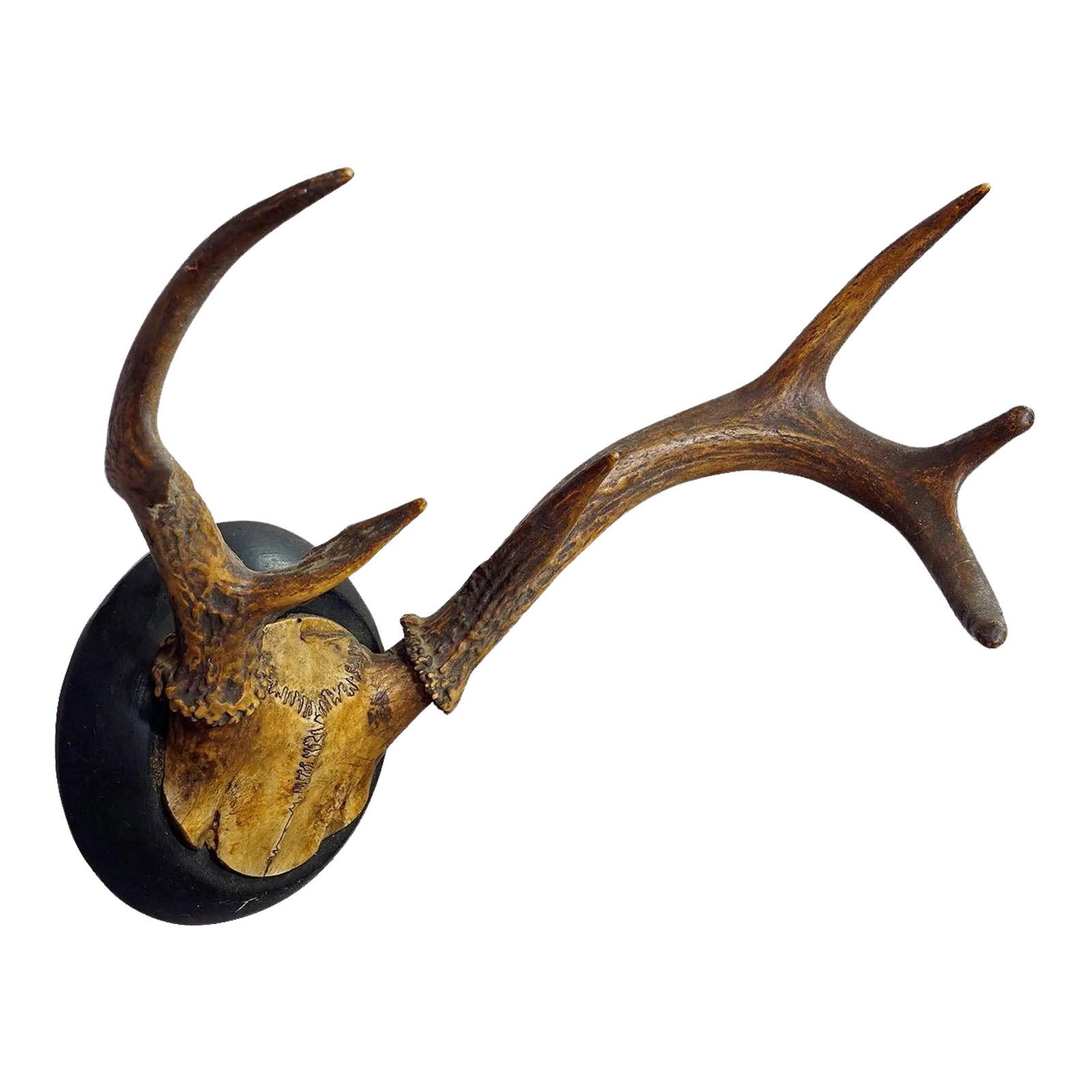 Abnorm White Tailed Deer Trophy Mount on Wooden Plaque ca. 1900s: Abnorm White Tailed Deer Trophy Mount on Wooden Plaque ca. 1900s A large abnorme white tailed deer (Odocoileus virginianus) trophy on a wooden plaque with black finish. The trophy was shot in the