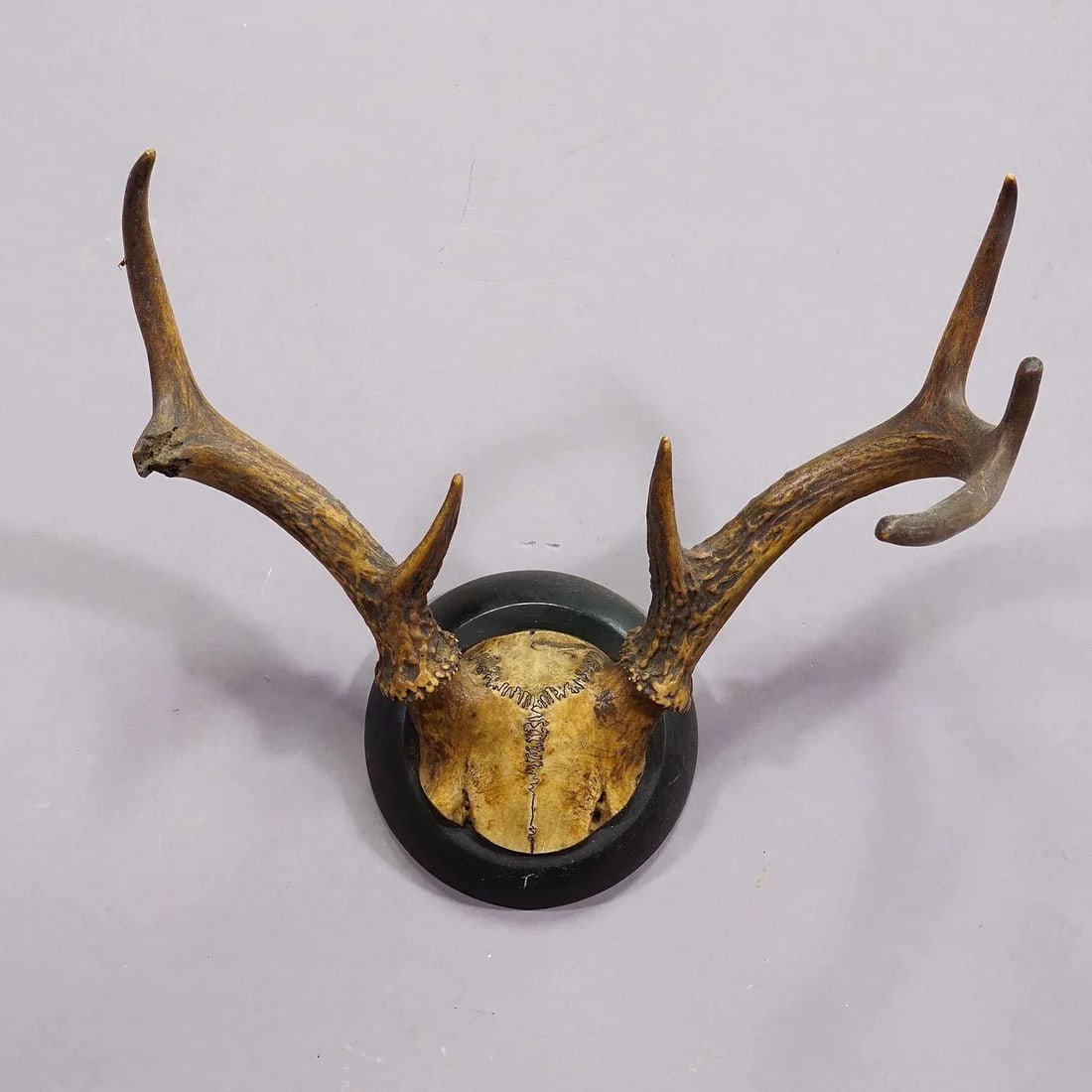 Abnorm White Tailed Deer Trophy Mount on Wooden Plaque ca. 1900s - 4
