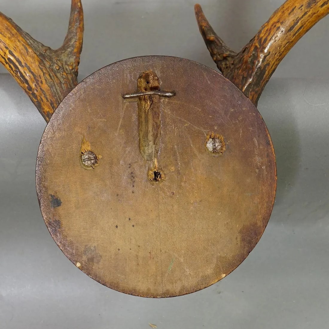 Abnorm White Tailed Deer Trophy Mount on Wooden Plaque ca. 1900s - 5