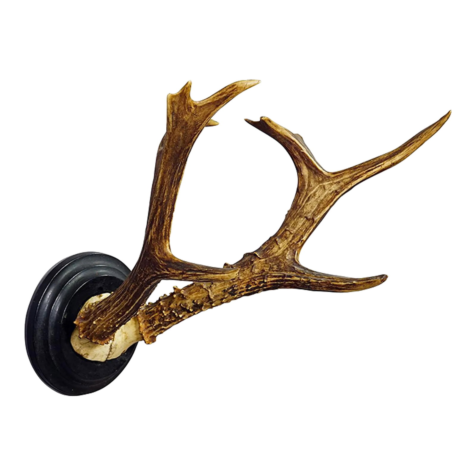 Siberian Deer Trophy Mount on Wooden Plaque Ca. 1900s: Siberian Deer Trophy Mount on Wooden Plaque ca. 1900s A large antique Siberian deer (Capreolus pygargus) trophy on a wooden turned plaque with black finish. The trophy was shot in the late 19th