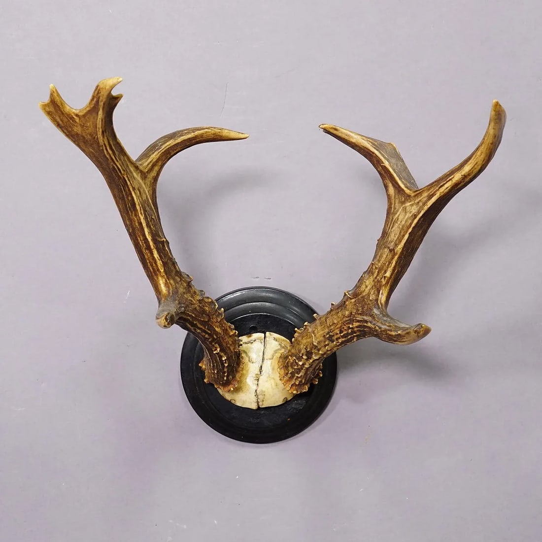 Siberian Deer Trophy Mount on Wooden Plaque Ca. 1900s - 3