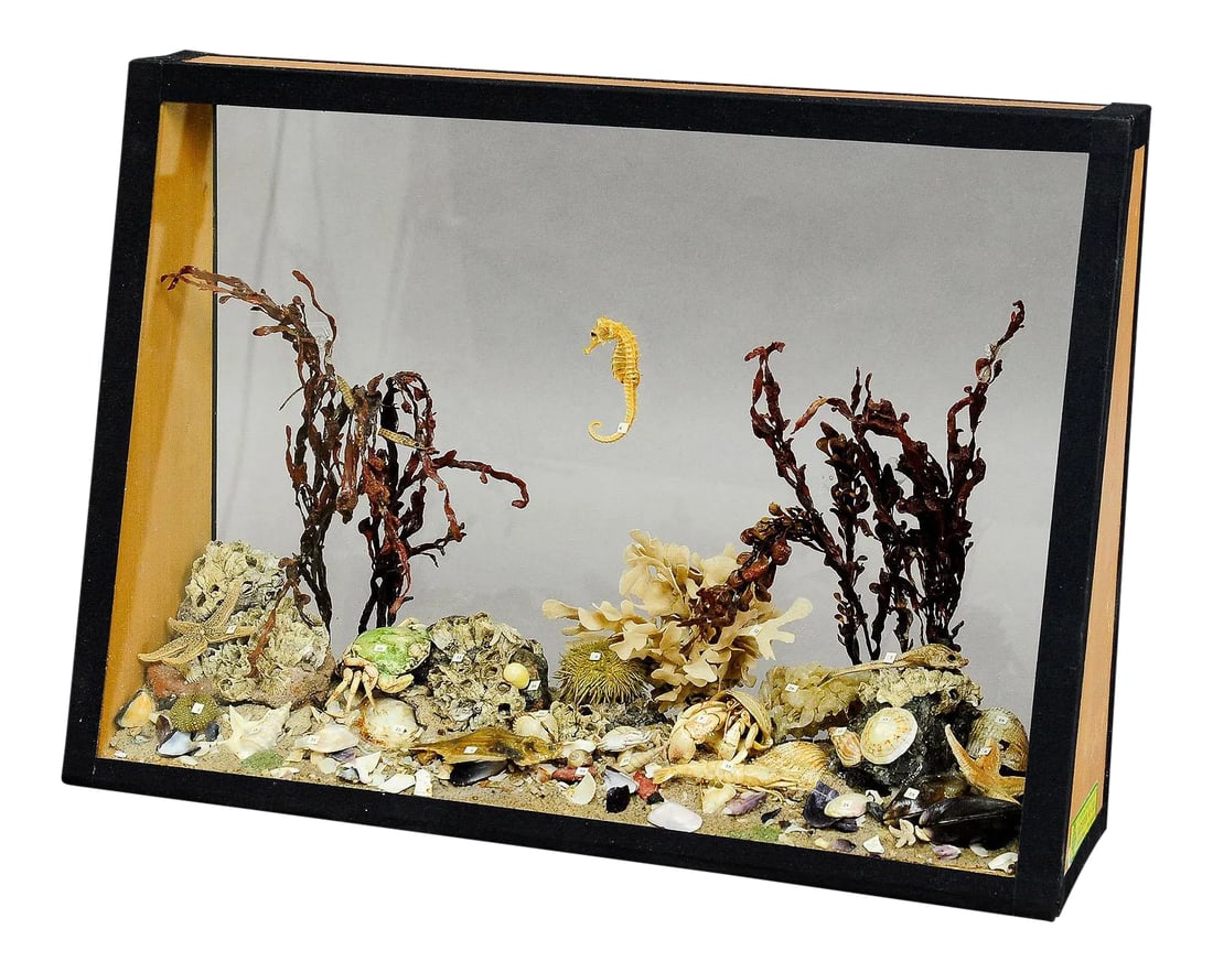 Antique Under the Water School Specimen: Antique Under the Water School Specimen An antique natural wunderkammer glass display with marine life in the depths of the sea. The specimen is set up like an aquarium with sea stars, sea urchin,