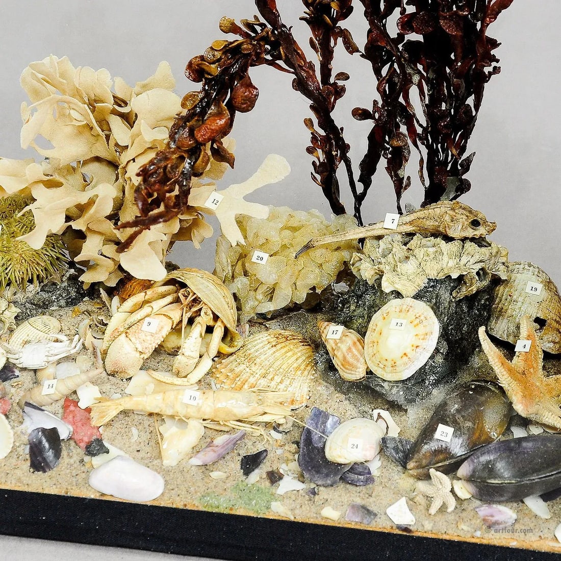 Antique Under the Water School Specimen - 2