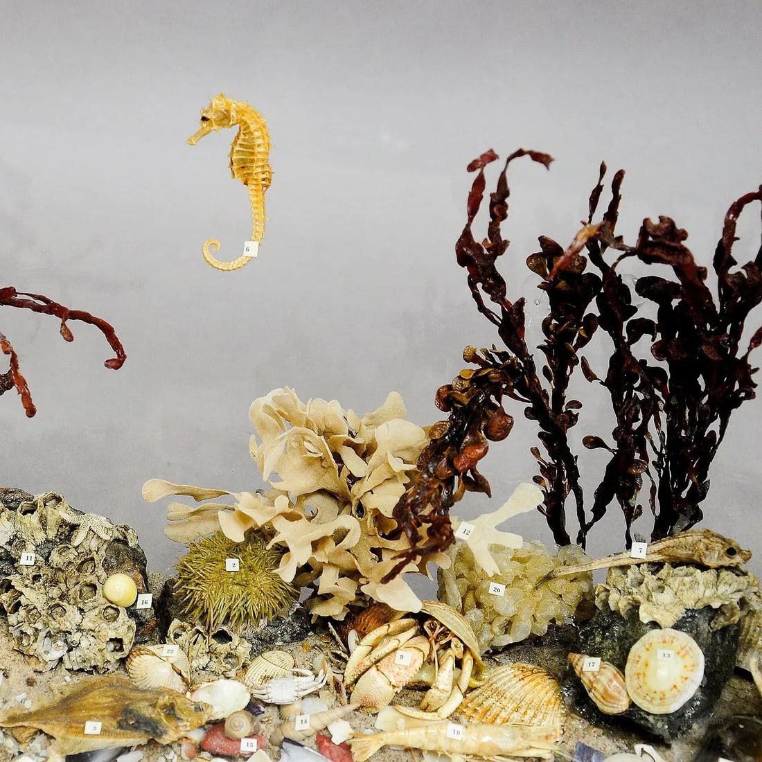 Antique Under the Water School Specimen - 3