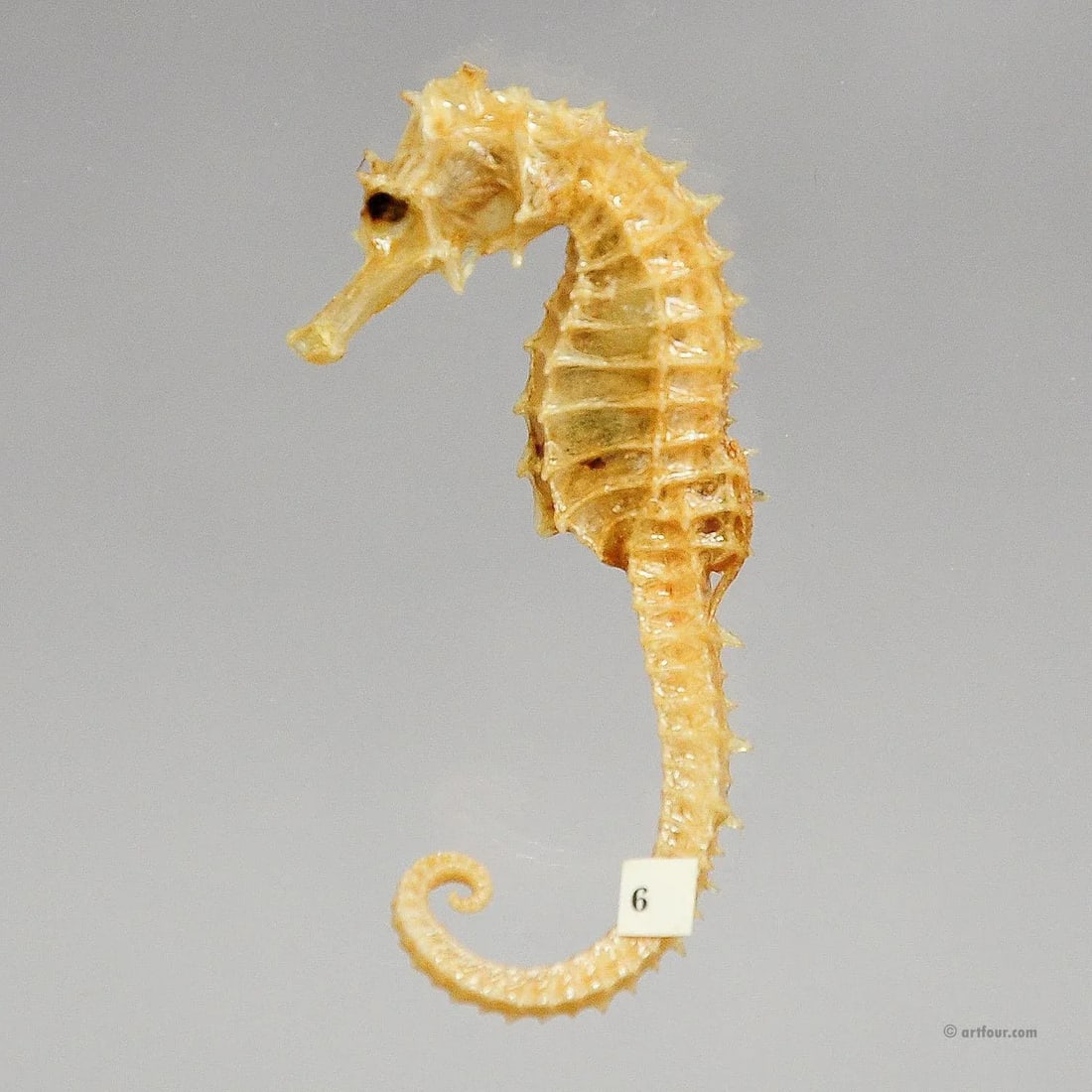 Antique Under the Water School Specimen - 4
