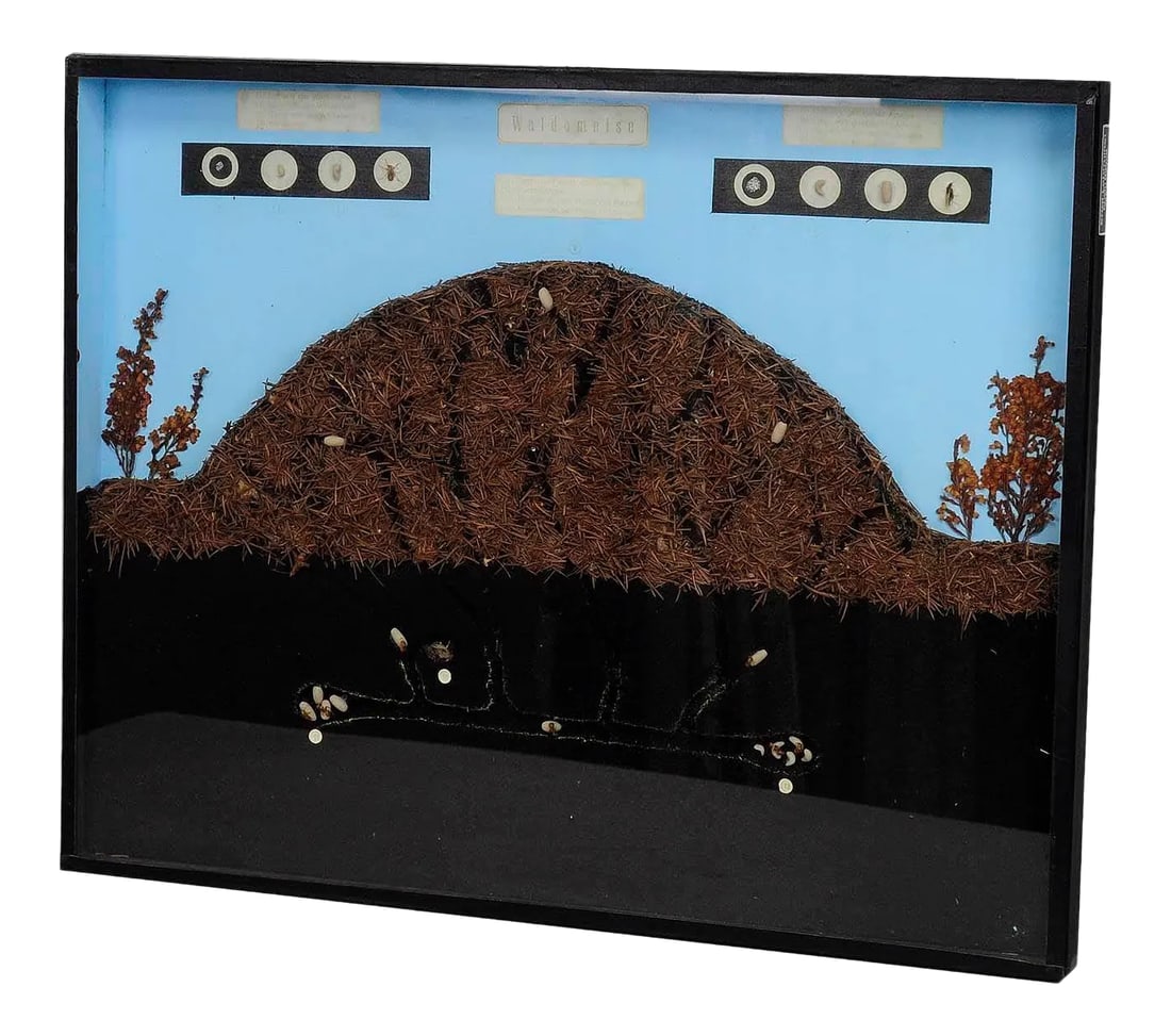 School Teaching Display Anthill of the Horse Ant: School Teaching Display Anthill of the Horse Ant A vintage school teaching glass display of the anthill of the horse ant. It shows the hill and inhabitants thereof, the life inside the hill, the