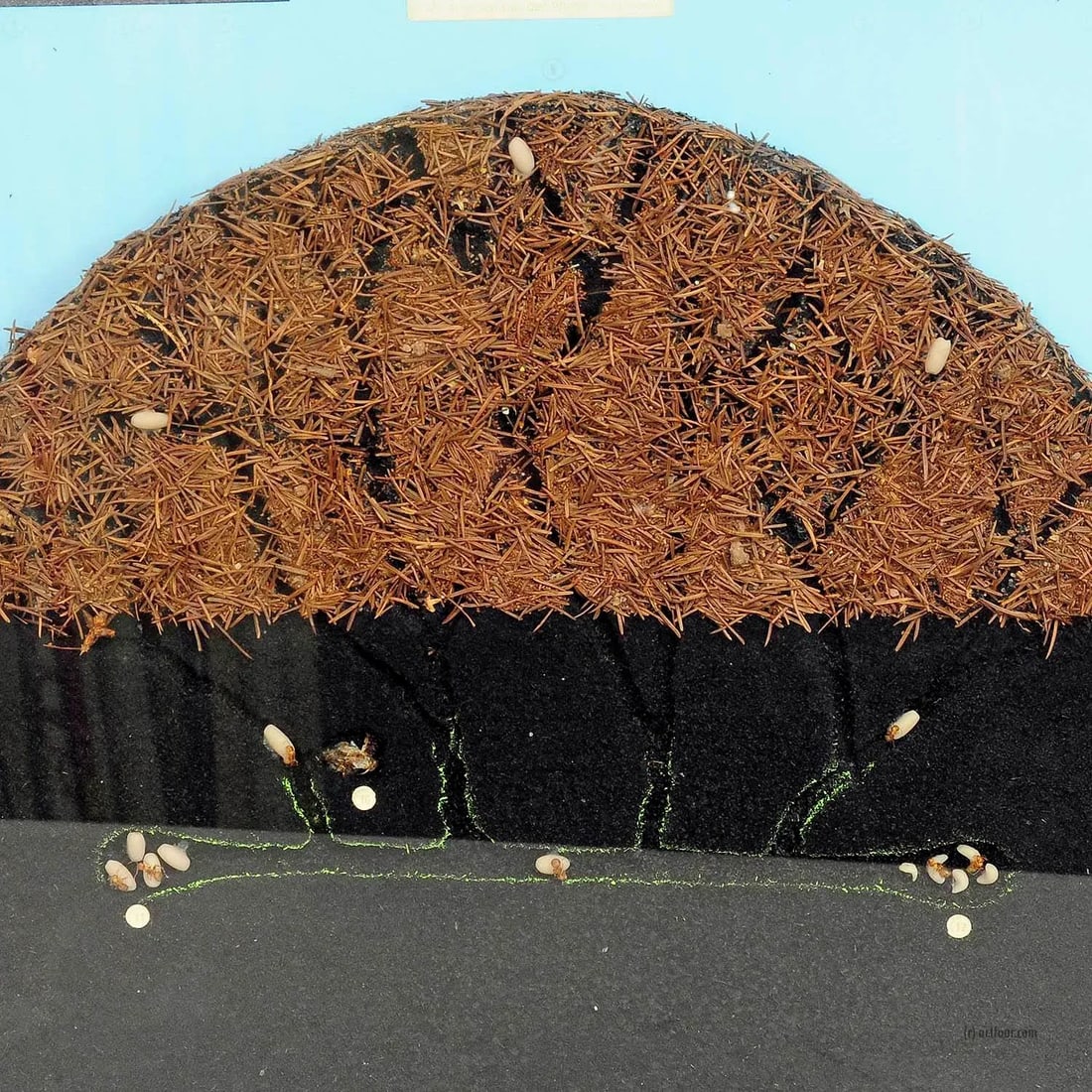 School Teaching Display Anthill of the Horse Ant - 2