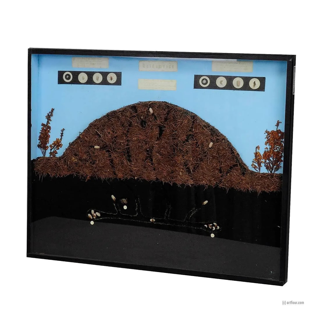 School Teaching Display Anthill of the Horse Ant - 4