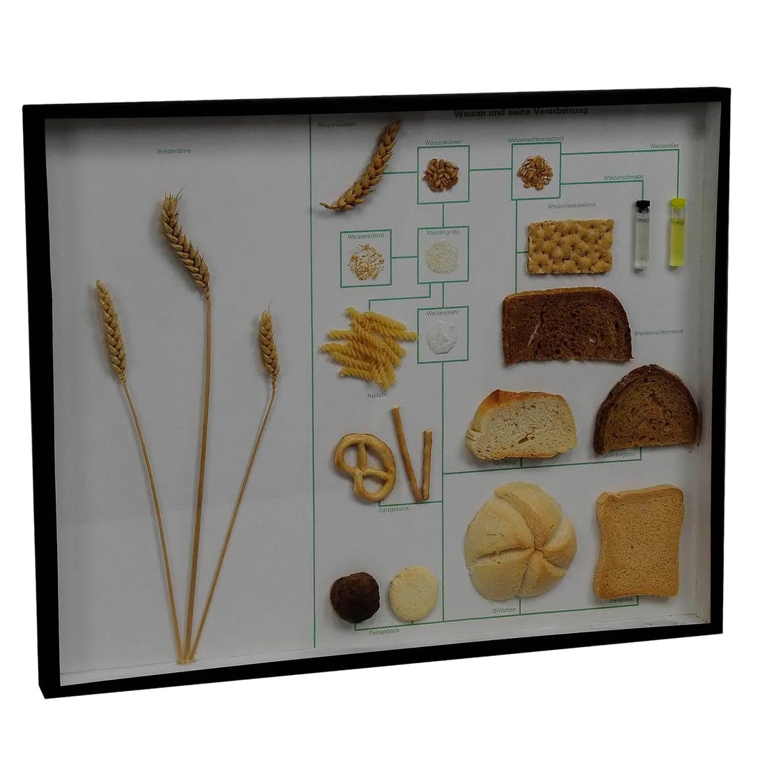 School Teaching Display Corn and Corn Products: Vintage School Teaching Display Wheat Corn and its Products A vintage glass showcase illustrating the wheat corn and products made out of wheat as there are bread, toast, pasta, flour, etc.. Used as