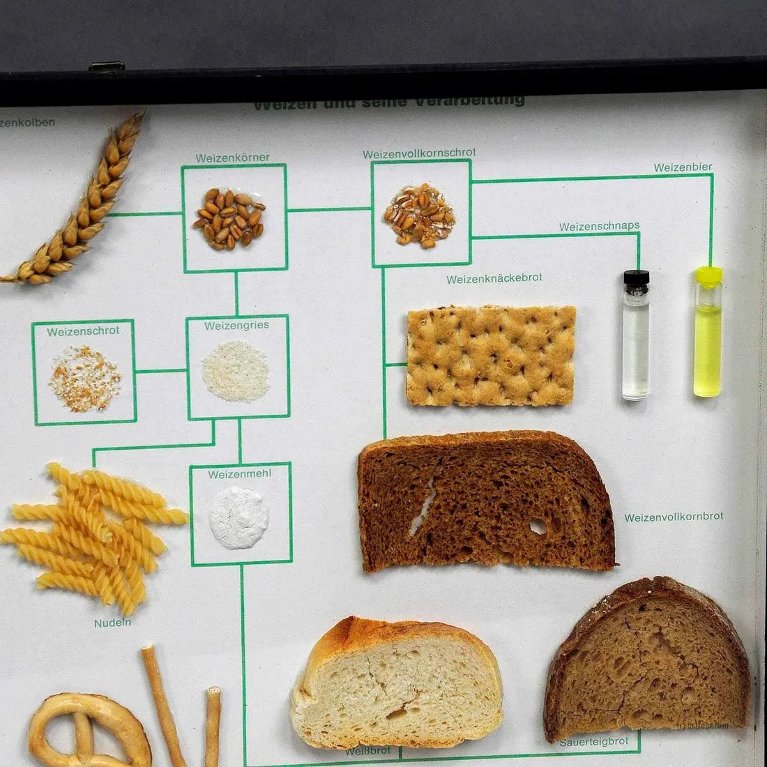 School Teaching Display Corn and Corn Products - 2