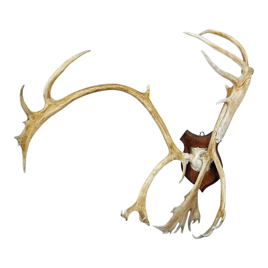 Large Caribou Antler Skull Mount Taxidermy Cabin Decor Skull Antlers: Large Caribou Antler Skull Mount Taxidermy Cabin Decor Skull Antlers A great antique caribou (Rangifer tarandus) trophy on a wooden plaque. The trophy was shot around 1900. A great fit to your rustic