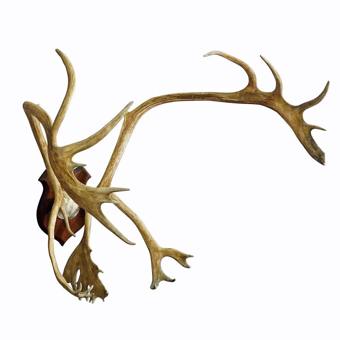 Large Caribou Antler Skull Mount Taxidermy Cabin Decor Skull Antlers - 2