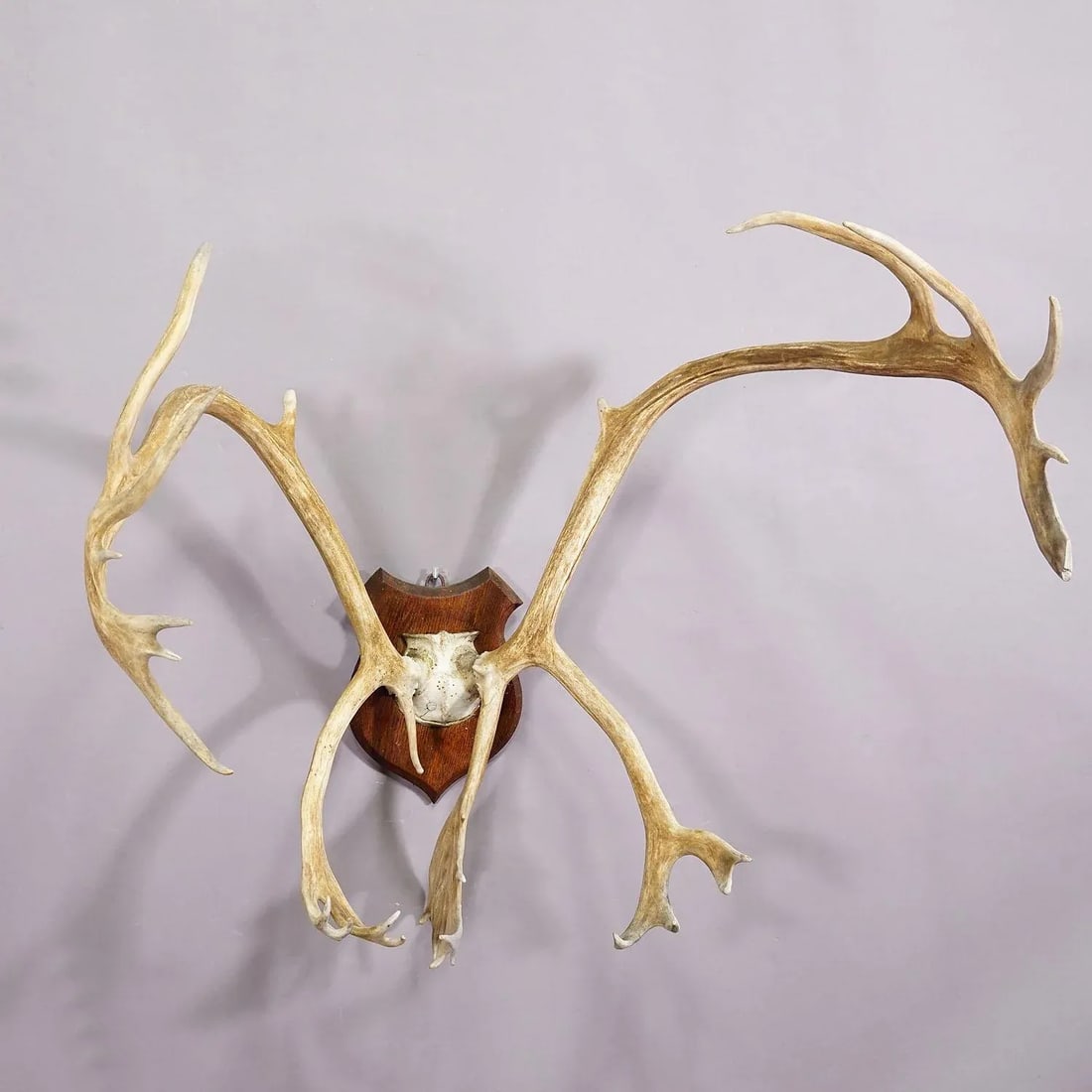 Large Caribou Antler Skull Mount Taxidermy Cabin Decor Skull Antlers - 3