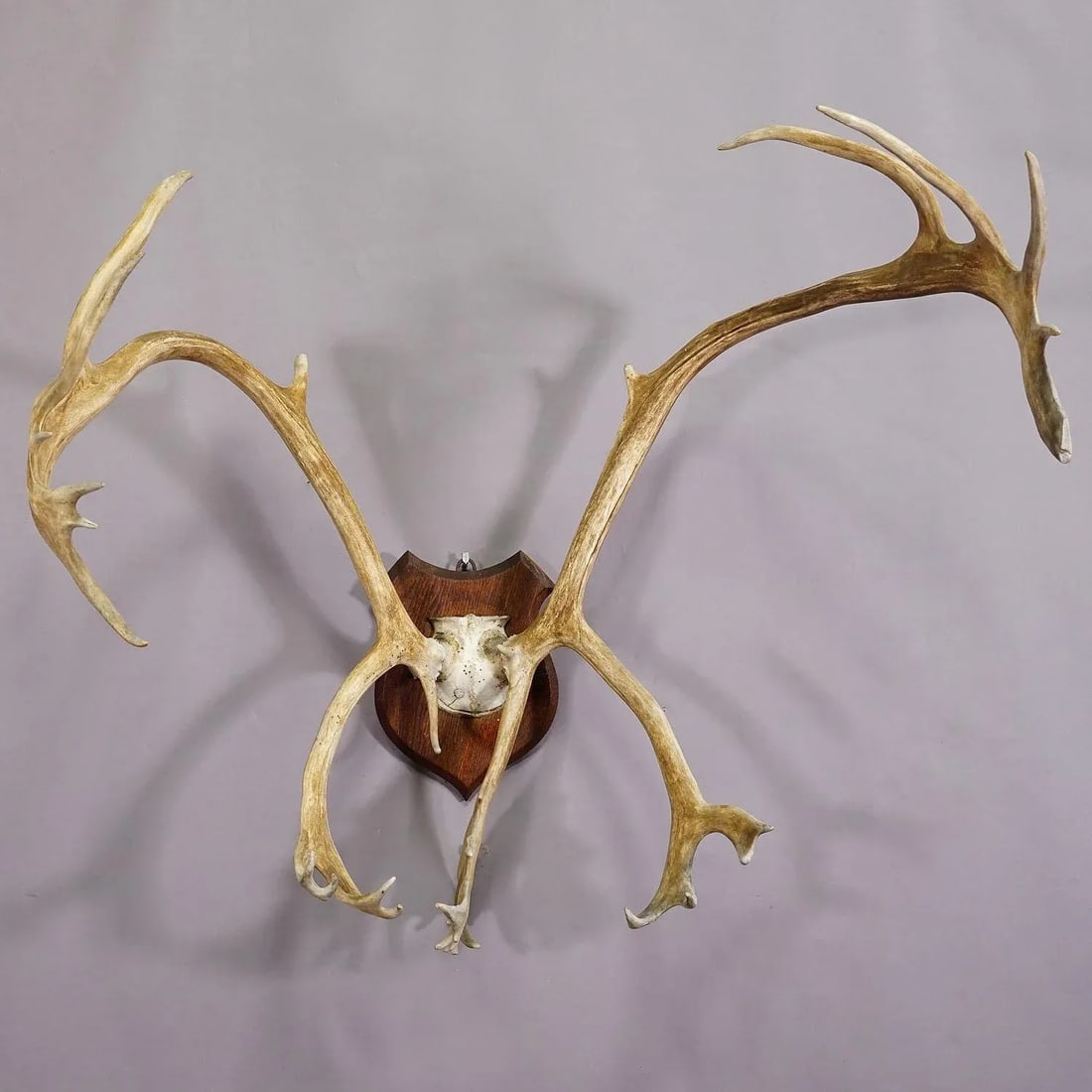 Large Caribou Antler Skull Mount Taxidermy Cabin Decor Skull Antlers - 4