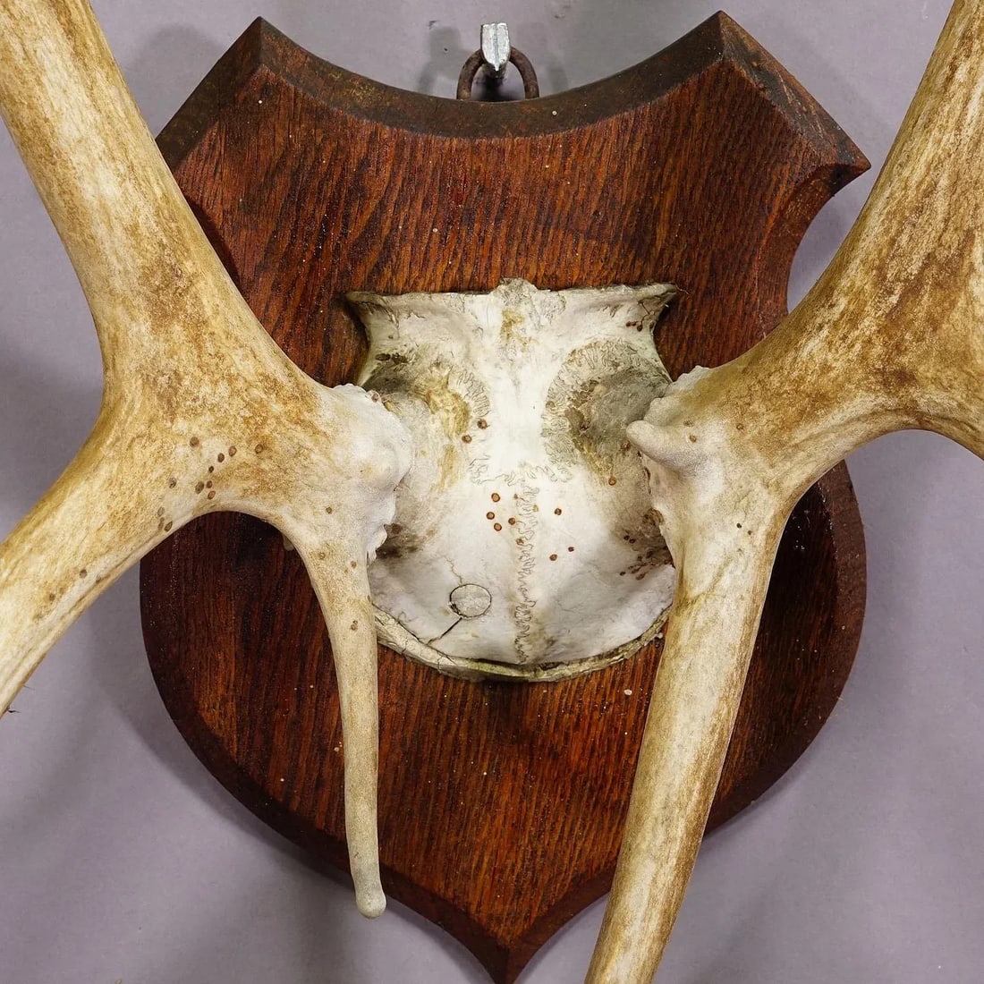 Large Caribou Antler Skull Mount Taxidermy Cabin Decor Skull Antlers - 5
