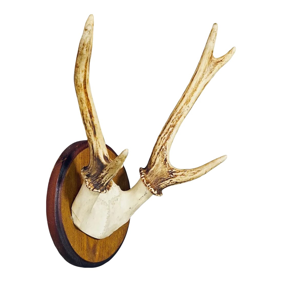Black Forest Sika Deer Trophy on Wooden Plaque - Germany Ca. 1950s: Black Forest Sika Deer Trophy on Wooden Plaque - Germany ca. 1950s A vintage 6 pointer sika deer (Cervus nippon) trophy from the Black Forest. The trophy was shot around 1950. The antlers are mounted