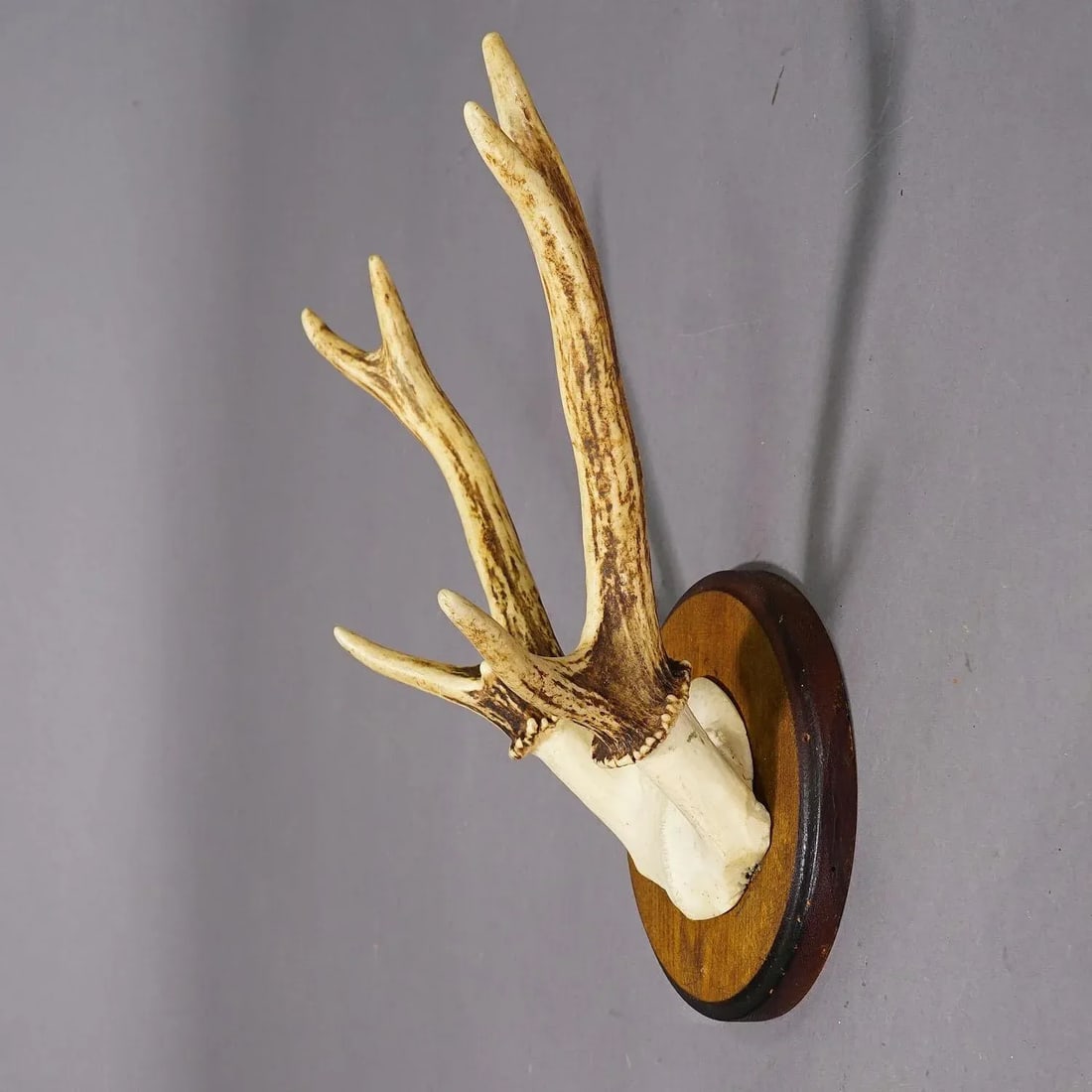 Black Forest Sika Deer Trophy on Wooden Plaque - Germany Ca. 1950s - 2