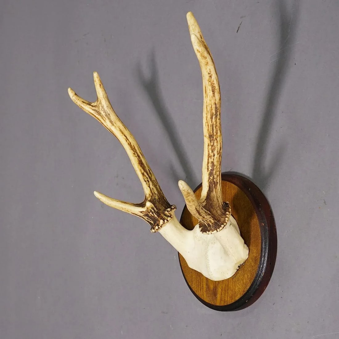 Black Forest Sika Deer Trophy on Wooden Plaque - Germany Ca. 1950s - 3