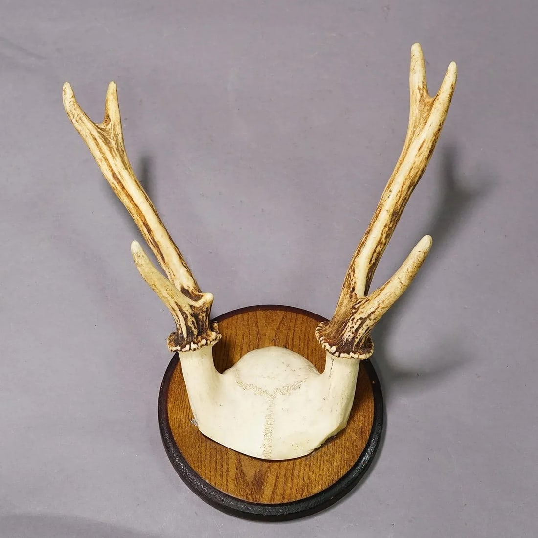 Black Forest Sika Deer Trophy on Wooden Plaque - Germany Ca. 1950s - 4