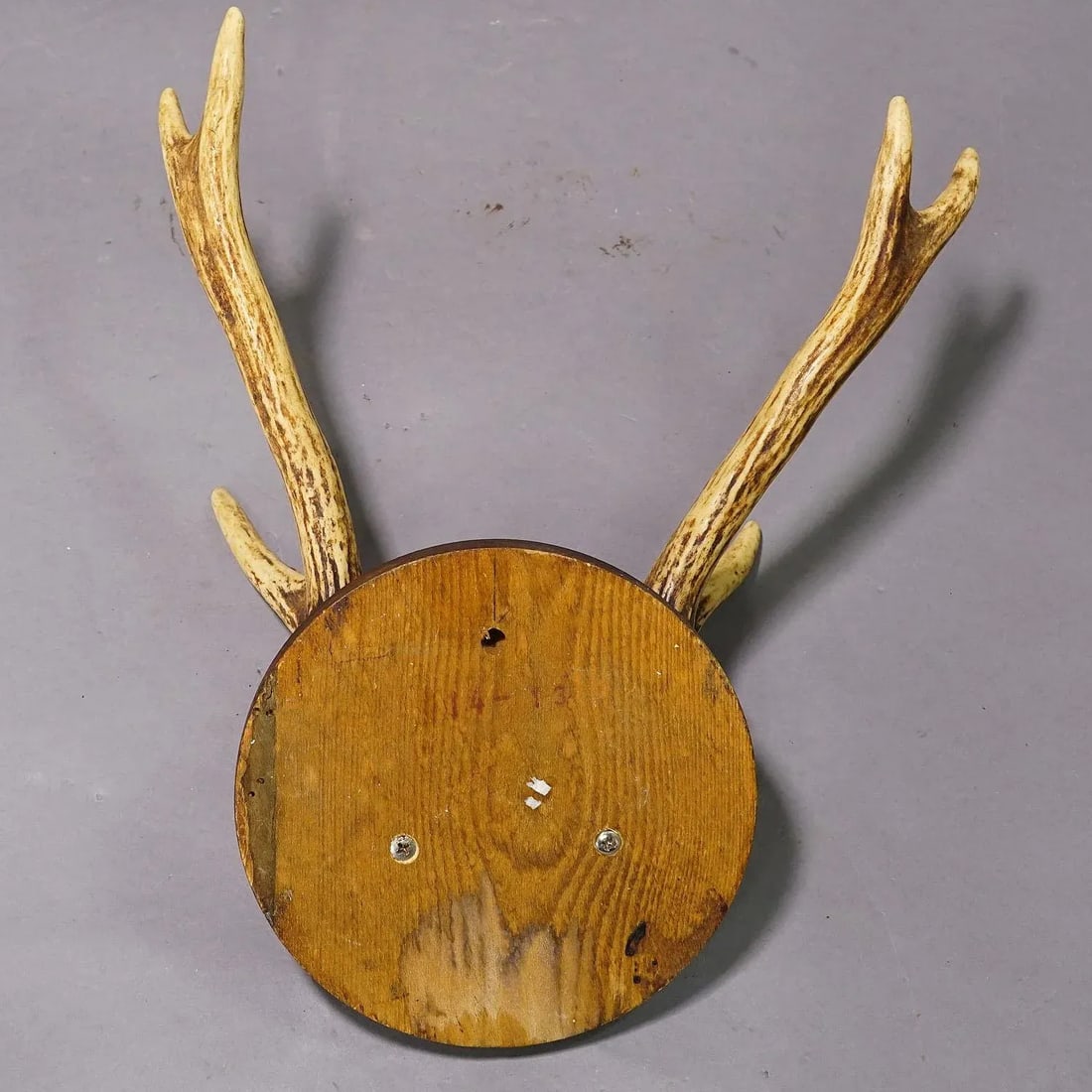 Black Forest Sika Deer Trophy on Wooden Plaque - Germany Ca. 1950s - 5