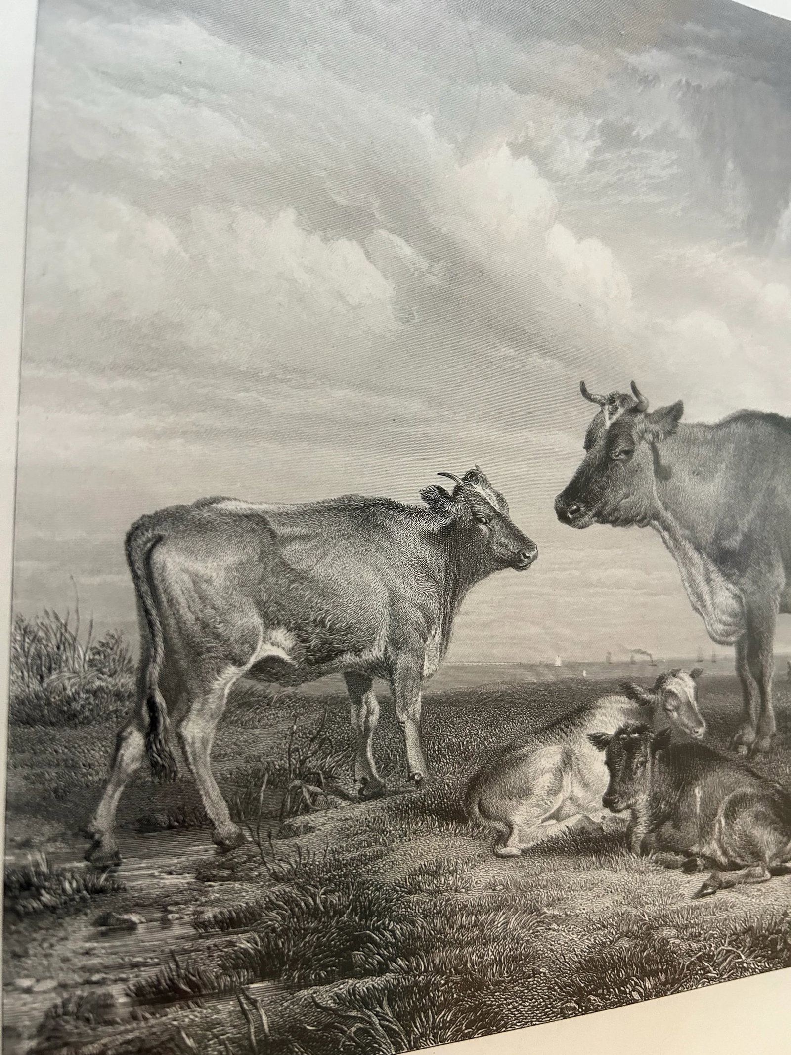 Vintage Intaglio Lithograph of T S Cooper "The Victorian Cow" in Burlwood Frame - 4