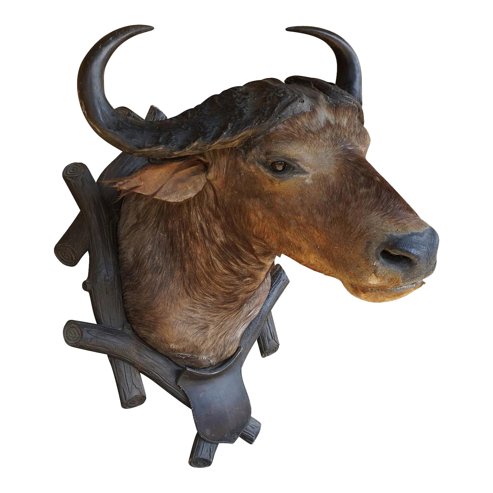 Large Antique Taxidermy of a Water Buffalo, Austria Ca. 1900: Large Antique Taxidermy of a Water Buffalo, Austria ca. 1900 A very large stuffed African water buffalo (Bubalus arnee) from a noble estate in Austria. It has great horns and is mounted on a