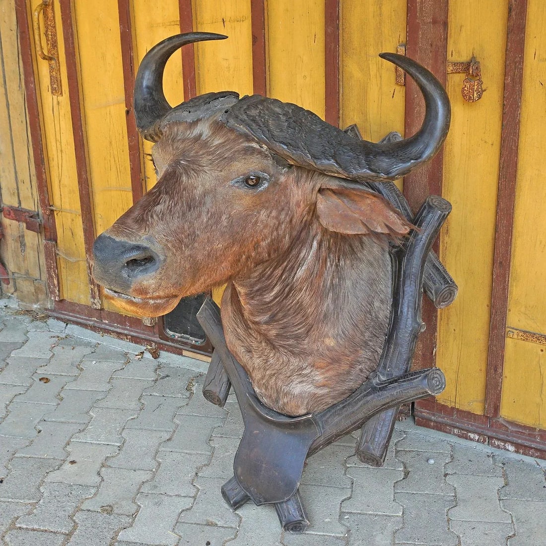Large Antique Taxidermy of a Water Buffalo, Austria Ca. 1900 - 2