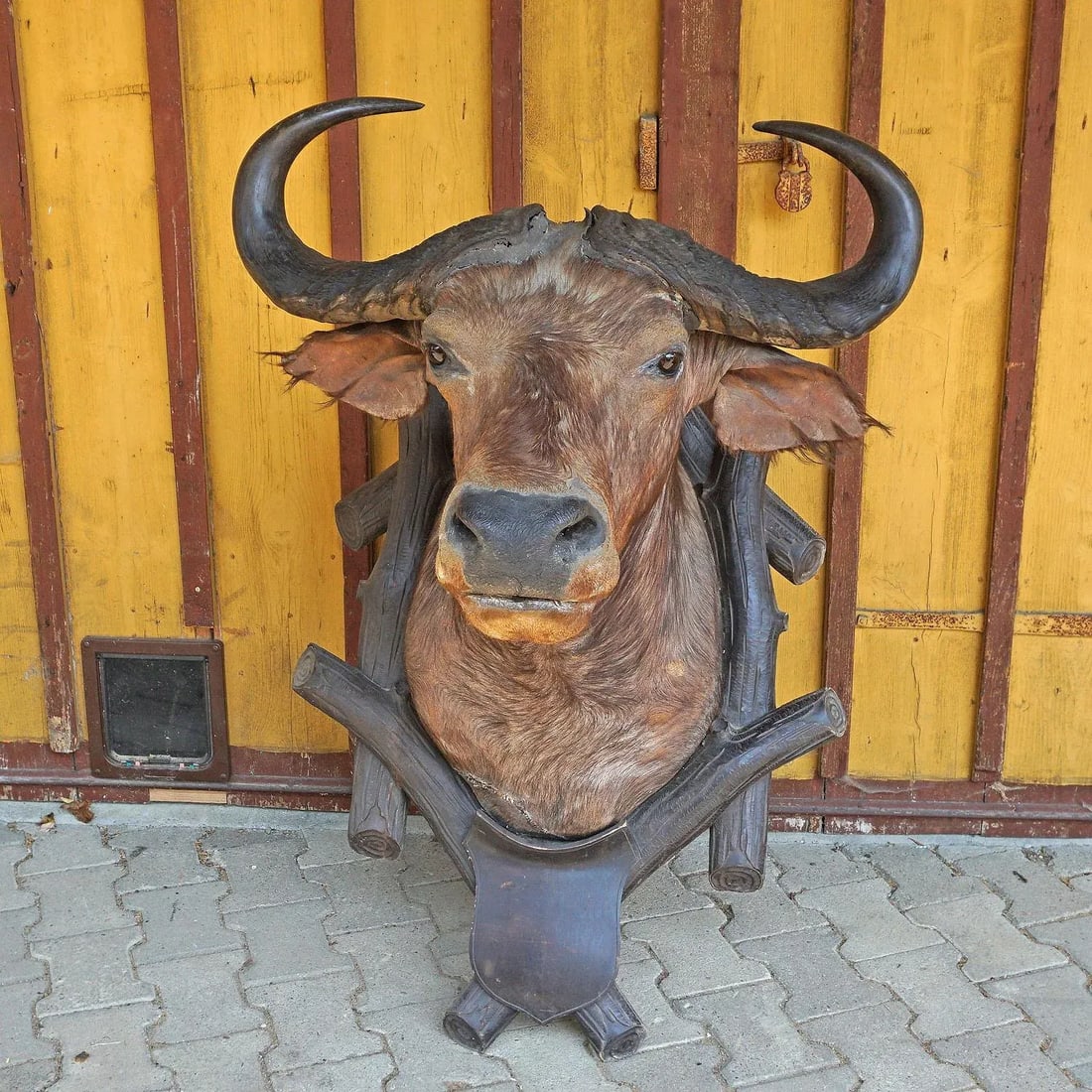Large Antique Taxidermy of a Water Buffalo, Austria Ca. 1900 - 3