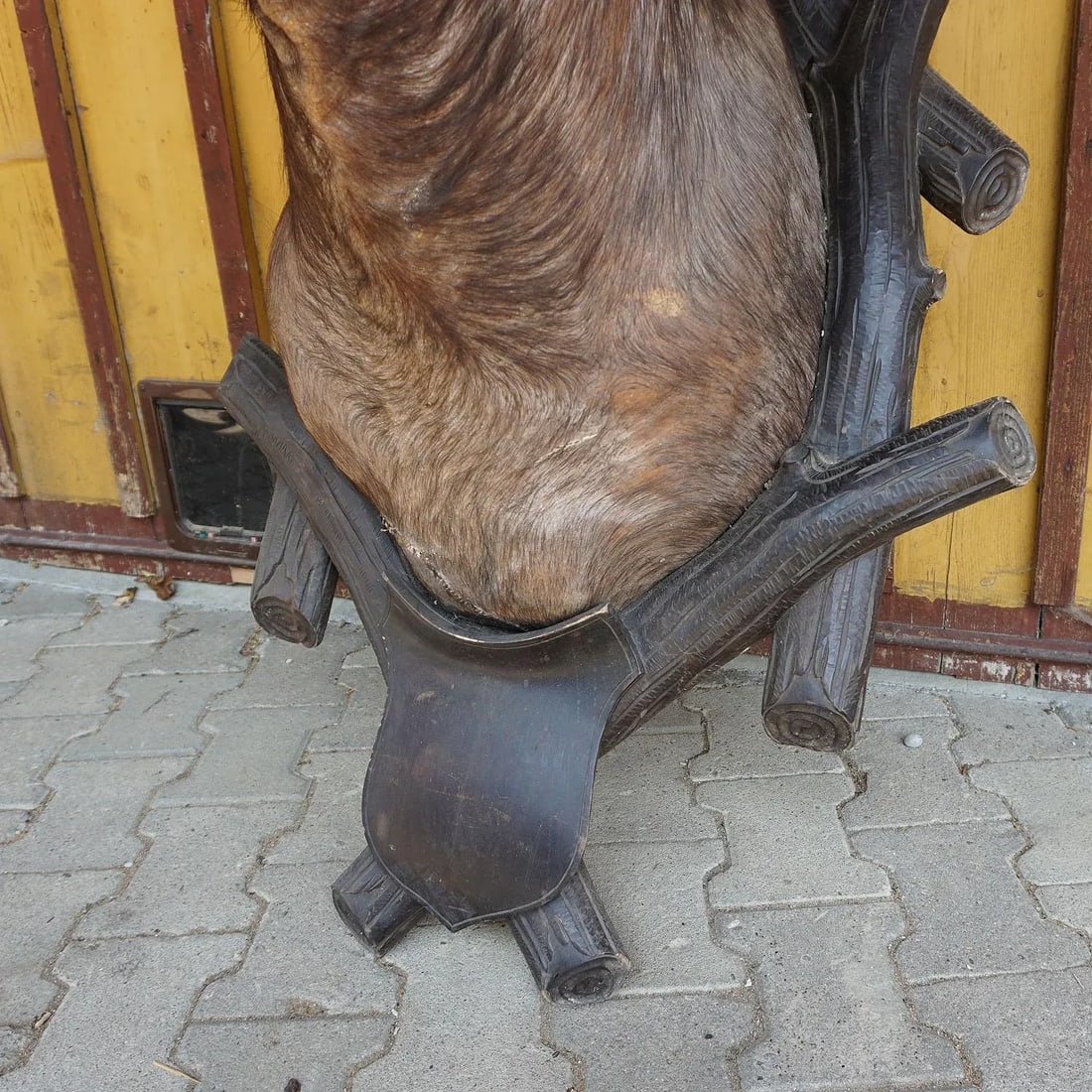 Large Antique Taxidermy of a Water Buffalo, Austria Ca. 1900 - 4