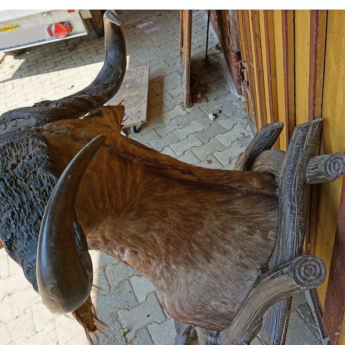 Large Antique Taxidermy of a Water Buffalo, Austria Ca. 1900 - 5