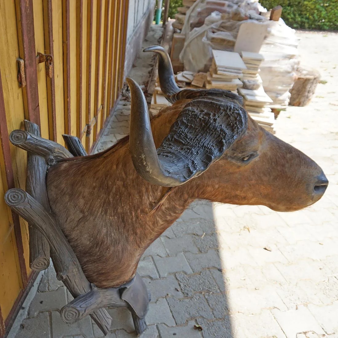 Large Antique Taxidermy of a Water Buffalo, Austria Ca. 1900 - 6