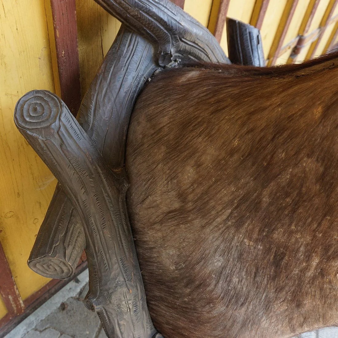 Large Antique Taxidermy of a Water Buffalo, Austria Ca. 1900 - 7