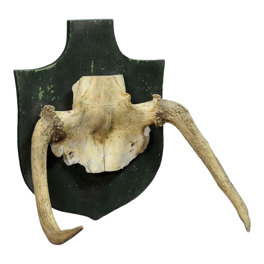 Rare Trophy of an Abnorme Moose From a Noble Estate Ca. 1930s: Rare Trophy of an Abnorme Moose from a Noble Estate ca. 1930s A particular trophy of an abnorme moose (Alces alces) from the palace of Salem in South Germany. It was shot by a member of the lordly