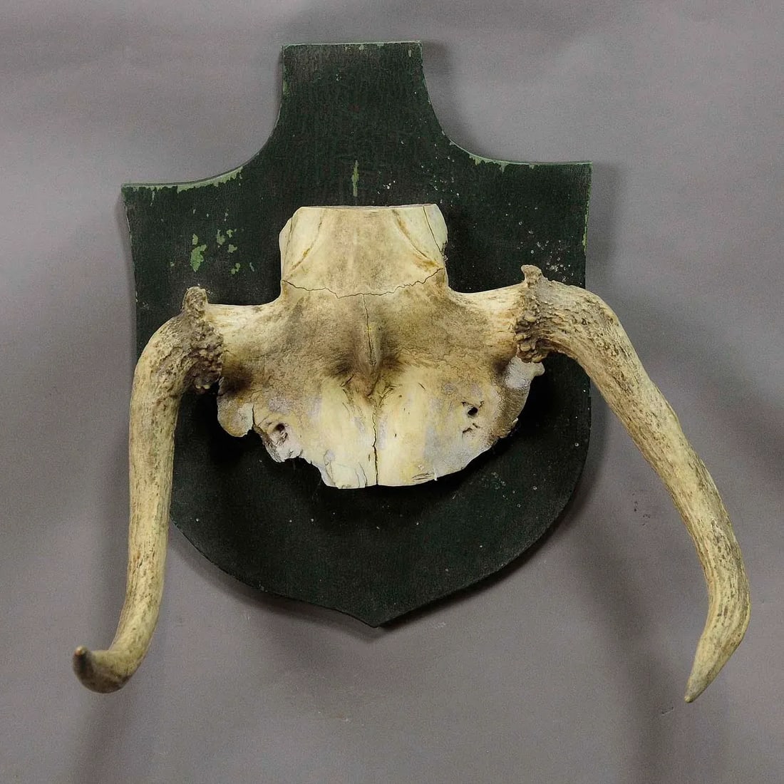 Rare Trophy of an Abnorme Moose From a Noble Estate Ca. 1930s - 2