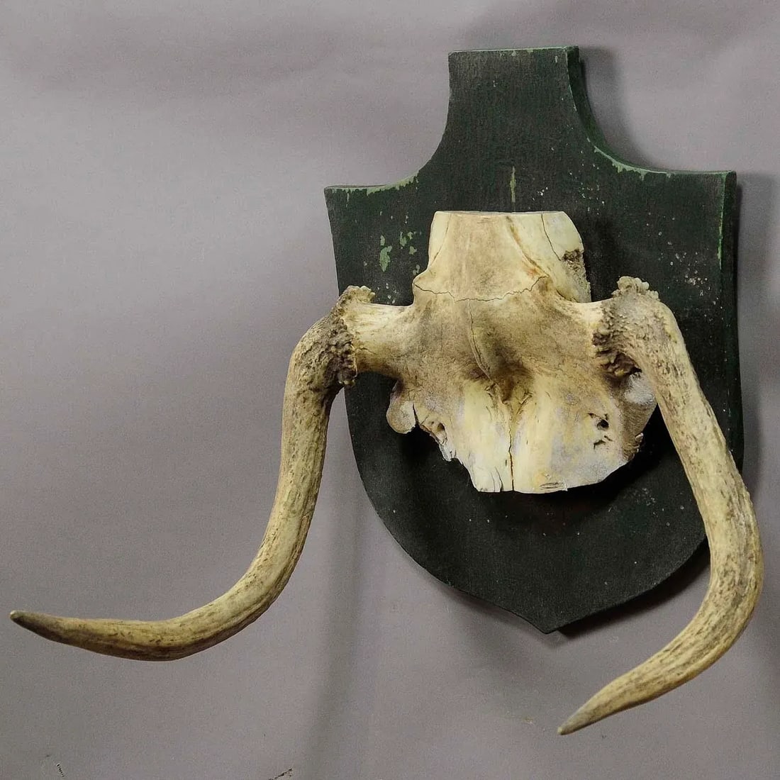 Rare Trophy of an Abnorme Moose From a Noble Estate Ca. 1930s - 3