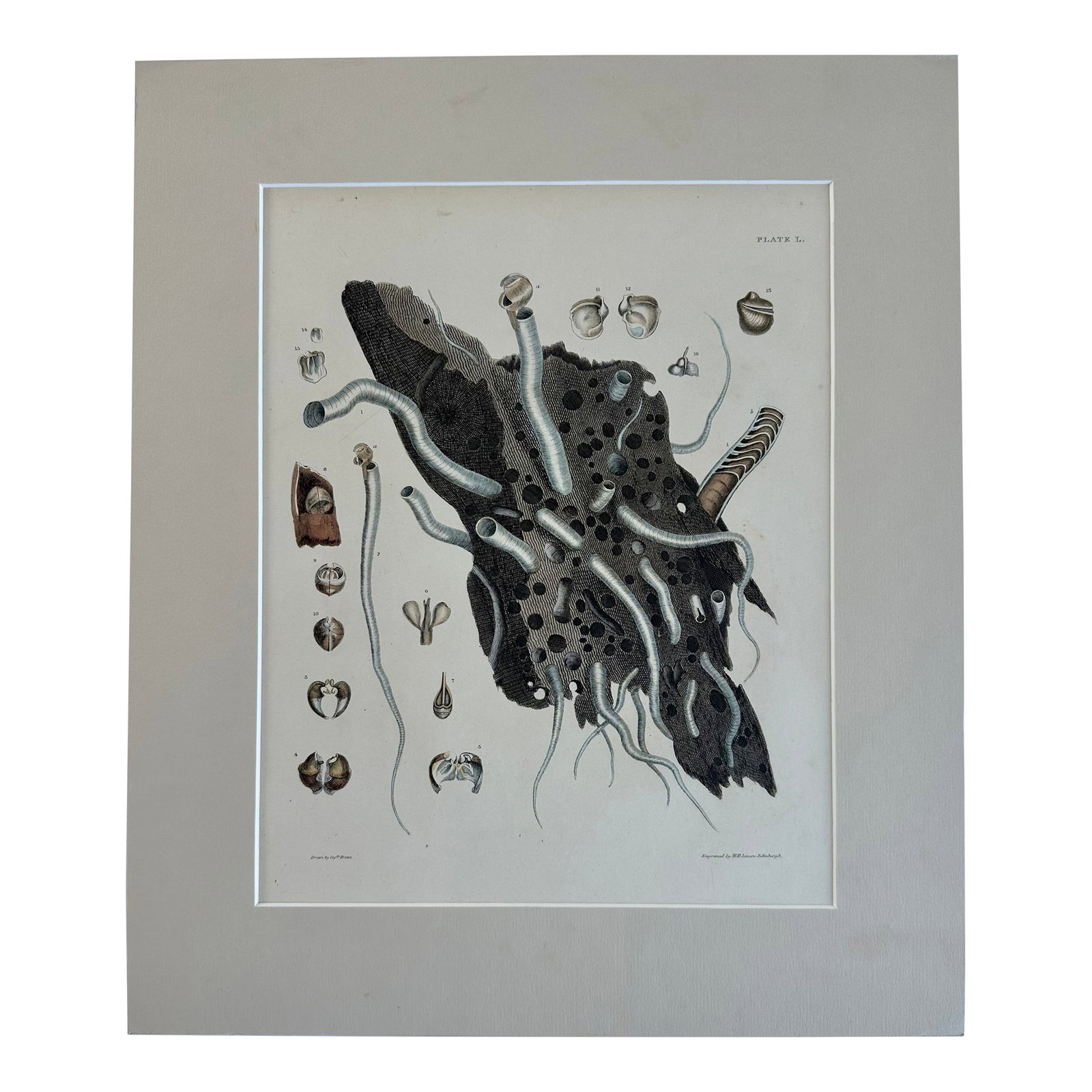 Coral Shells, 19th Century Print (Unframed): Original hand-colored engraving from illustrations of the "Land and Fresh Water Conchology of Great Britain and Ireland," drawn and colored by Captain Thomas Brown and published in London in 1845.