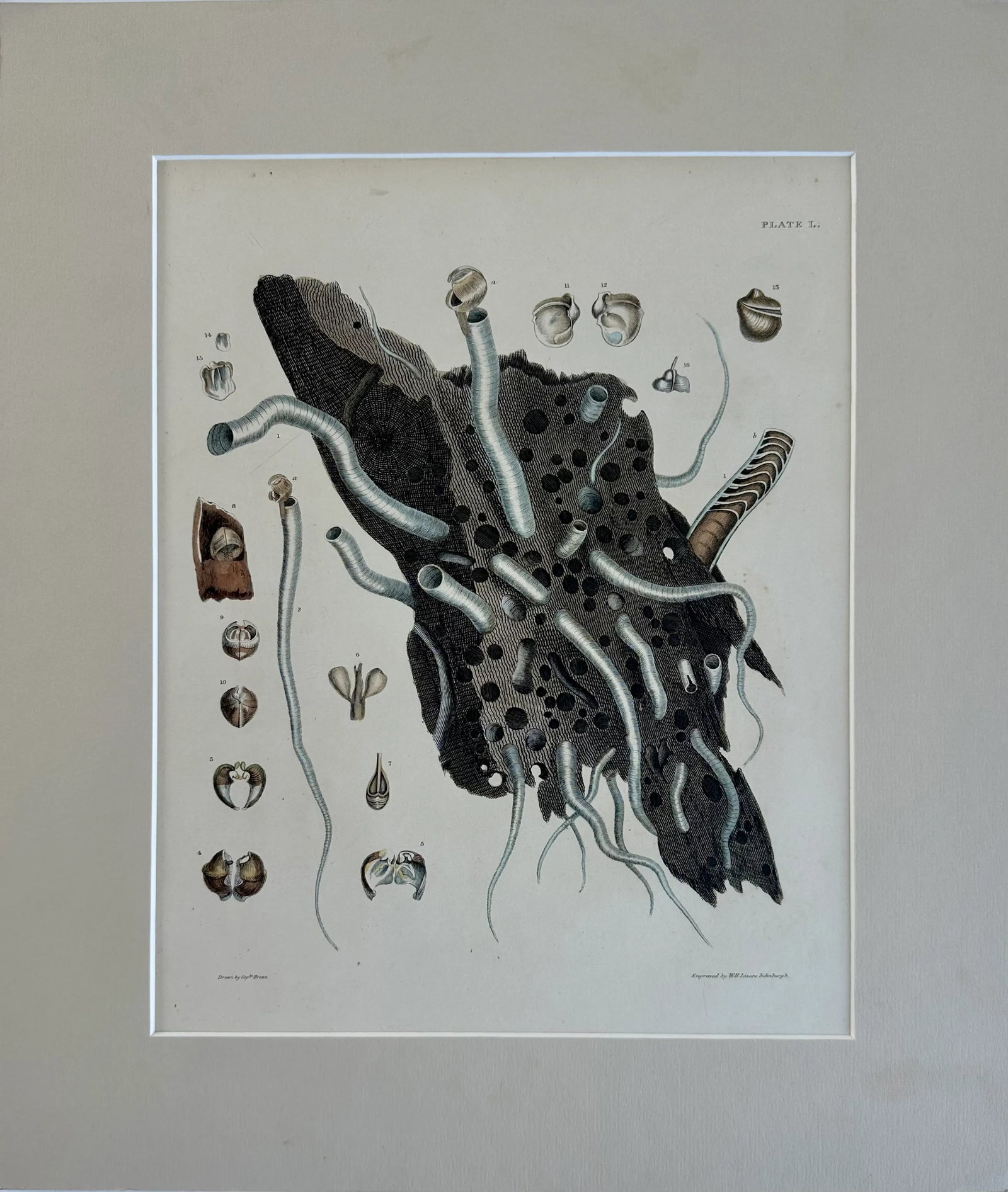 Coral Shells, 19th Century Print (Unframed) - 2