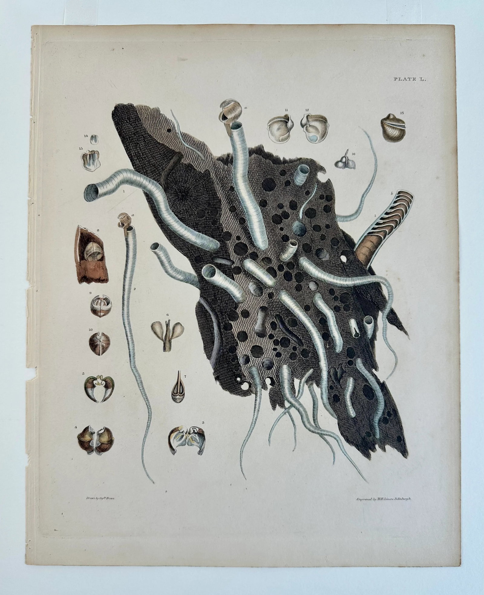 Coral Shells, 19th Century Print (Unframed) - 3