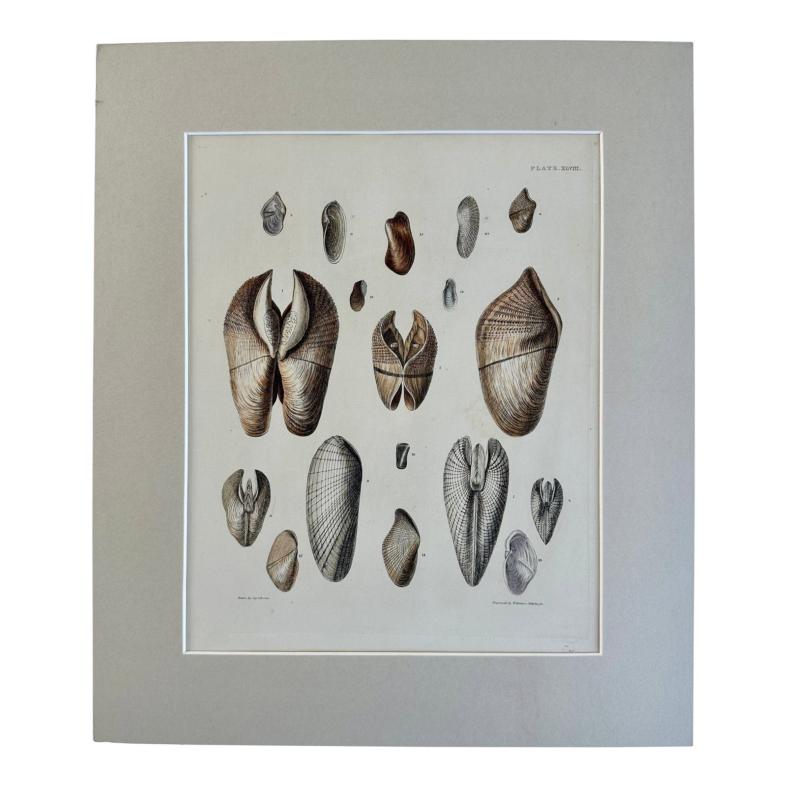 Pholas Shells, 19th Century Print (Unframed): Original hand-colored steel engraving from illustrations of the "Land and Fresh Water Conchology of Great Britain and Ireland," drawn and colored by Captain Thomas Brown and published in London in