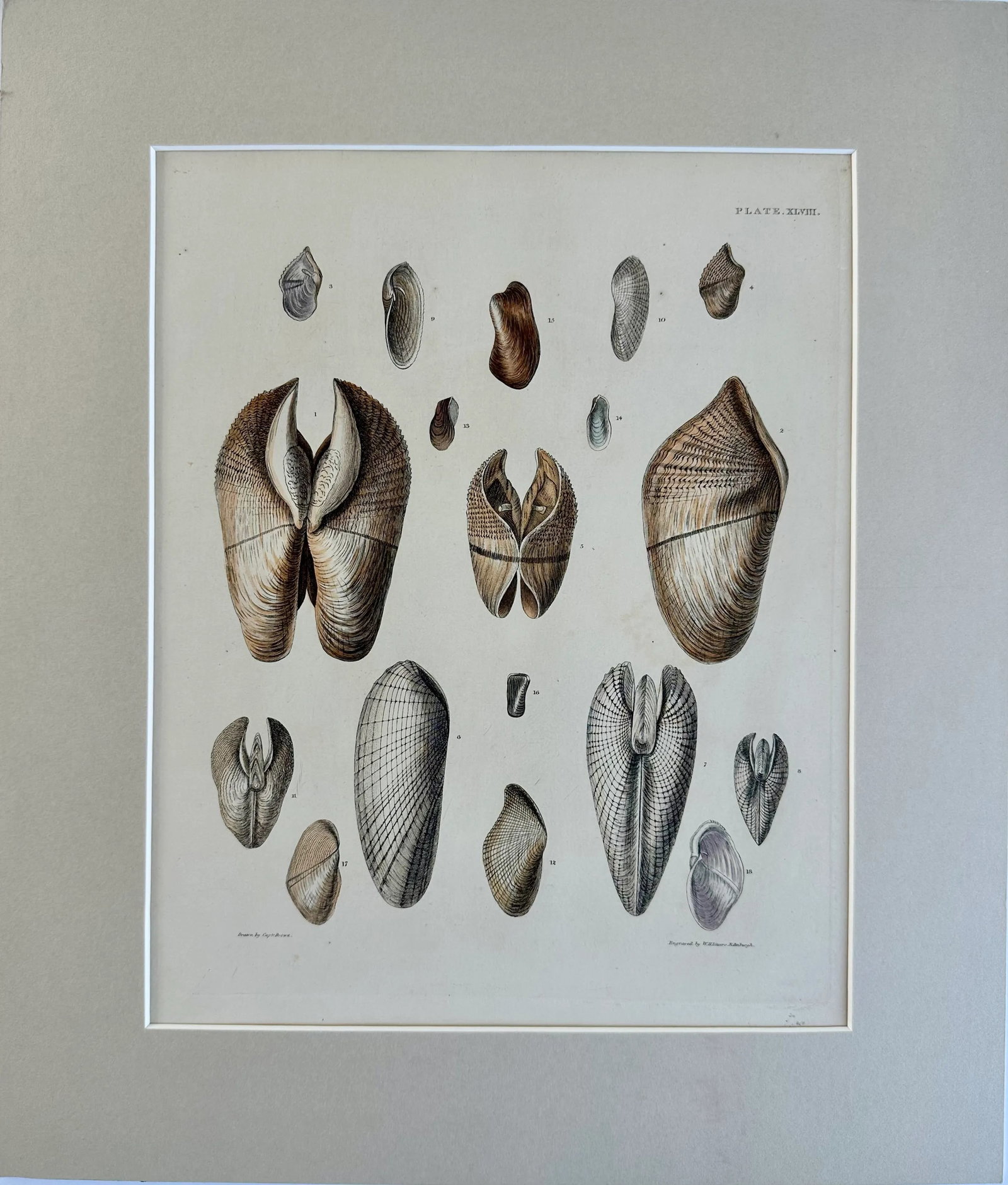 Pholas Shells, 19th Century Print (Unframed) - 2