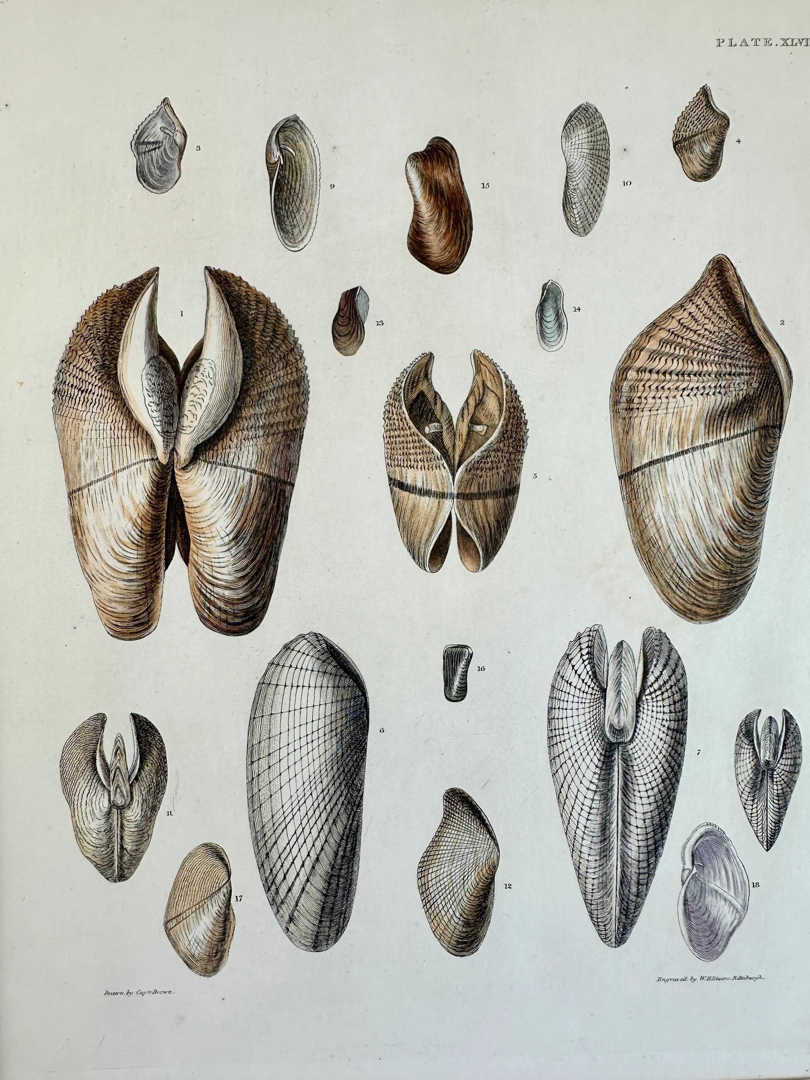 Pholas Shells, 19th Century Print (Unframed) - 3