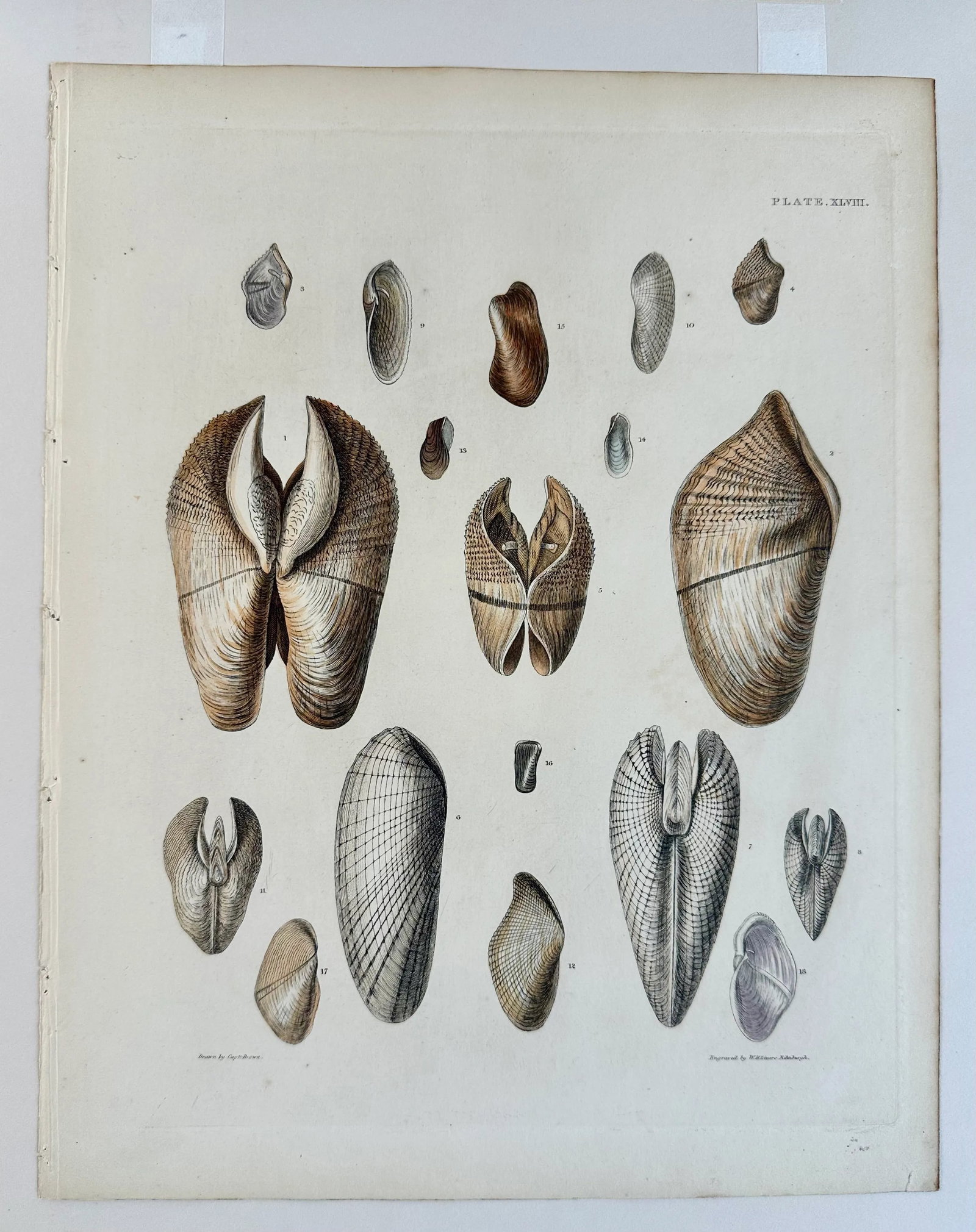 Pholas Shells, 19th Century Print (Unframed) - 4