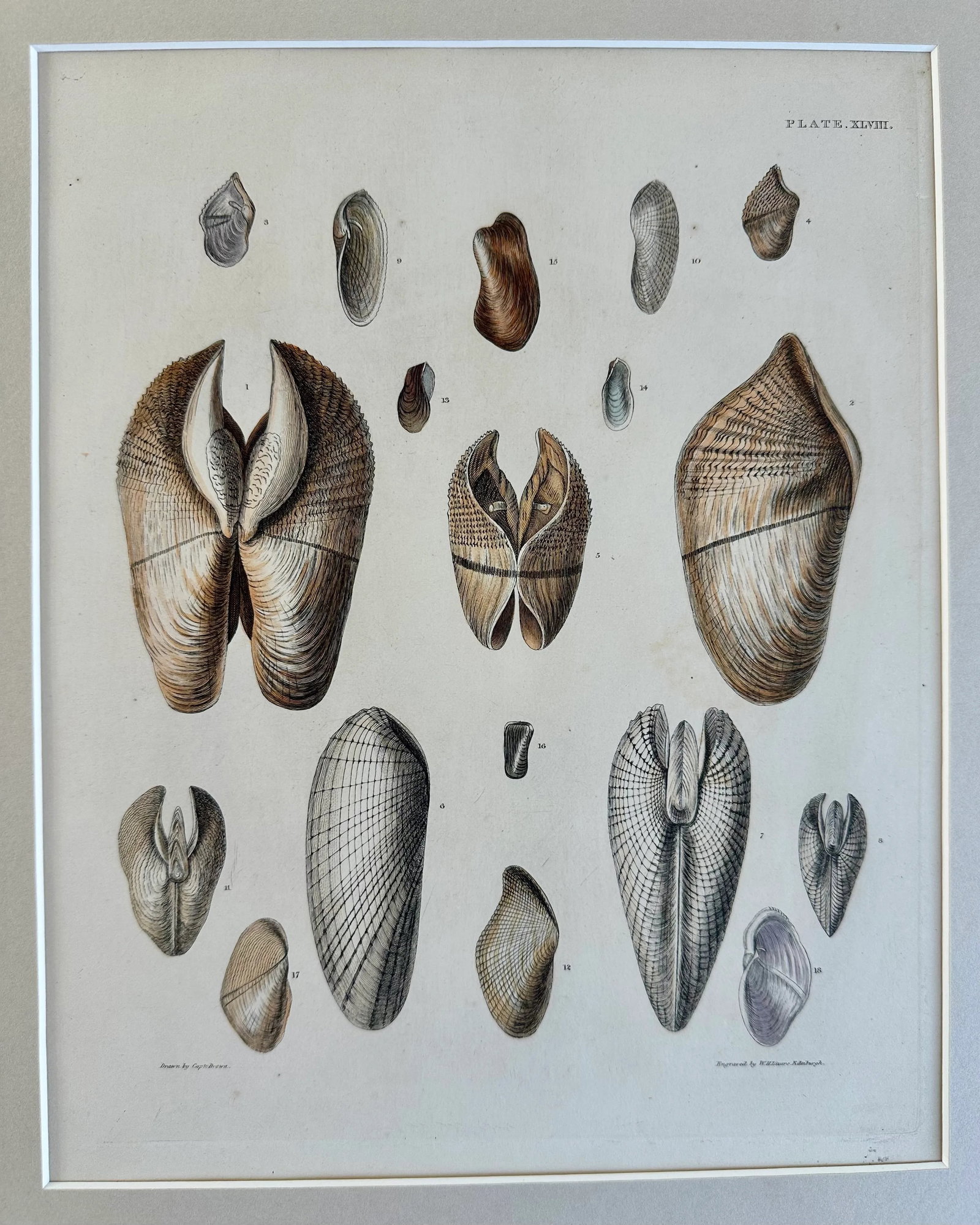 Pholas Shells, 19th Century Print (Unframed) - 5