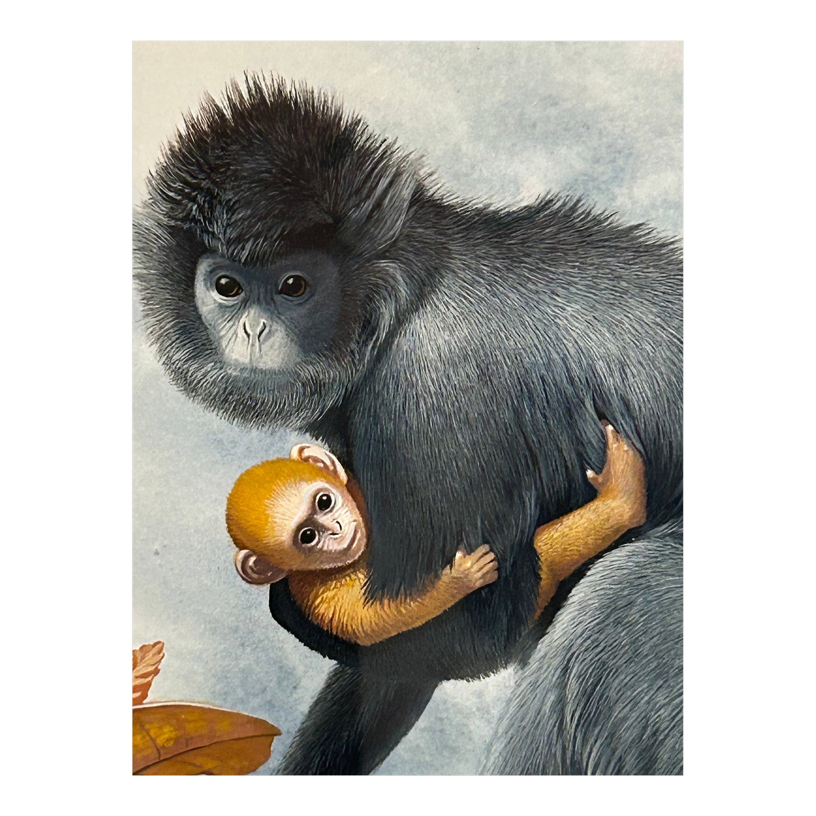 Meticulously Detailed Watercolors of Monkeys -Set of 3: Original watercolors with meticulous detail by Peter Mark Schouten, born 1957, an Australian artist and illustrator of publications in the field of zoology and palaeontology. David Attenborough