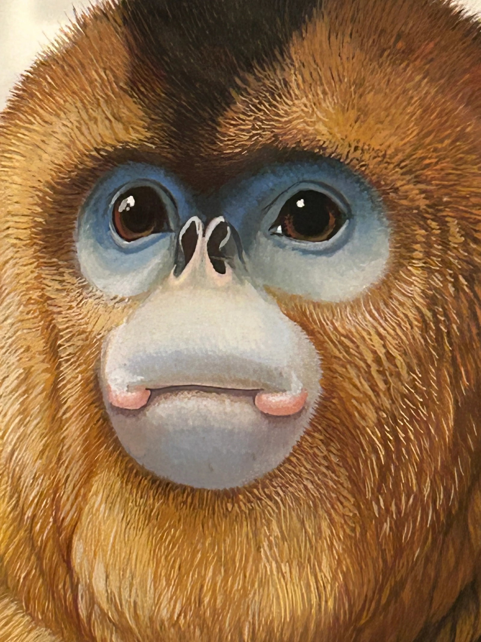 Meticulously Detailed Watercolors of Monkeys -Set of 3 - 3