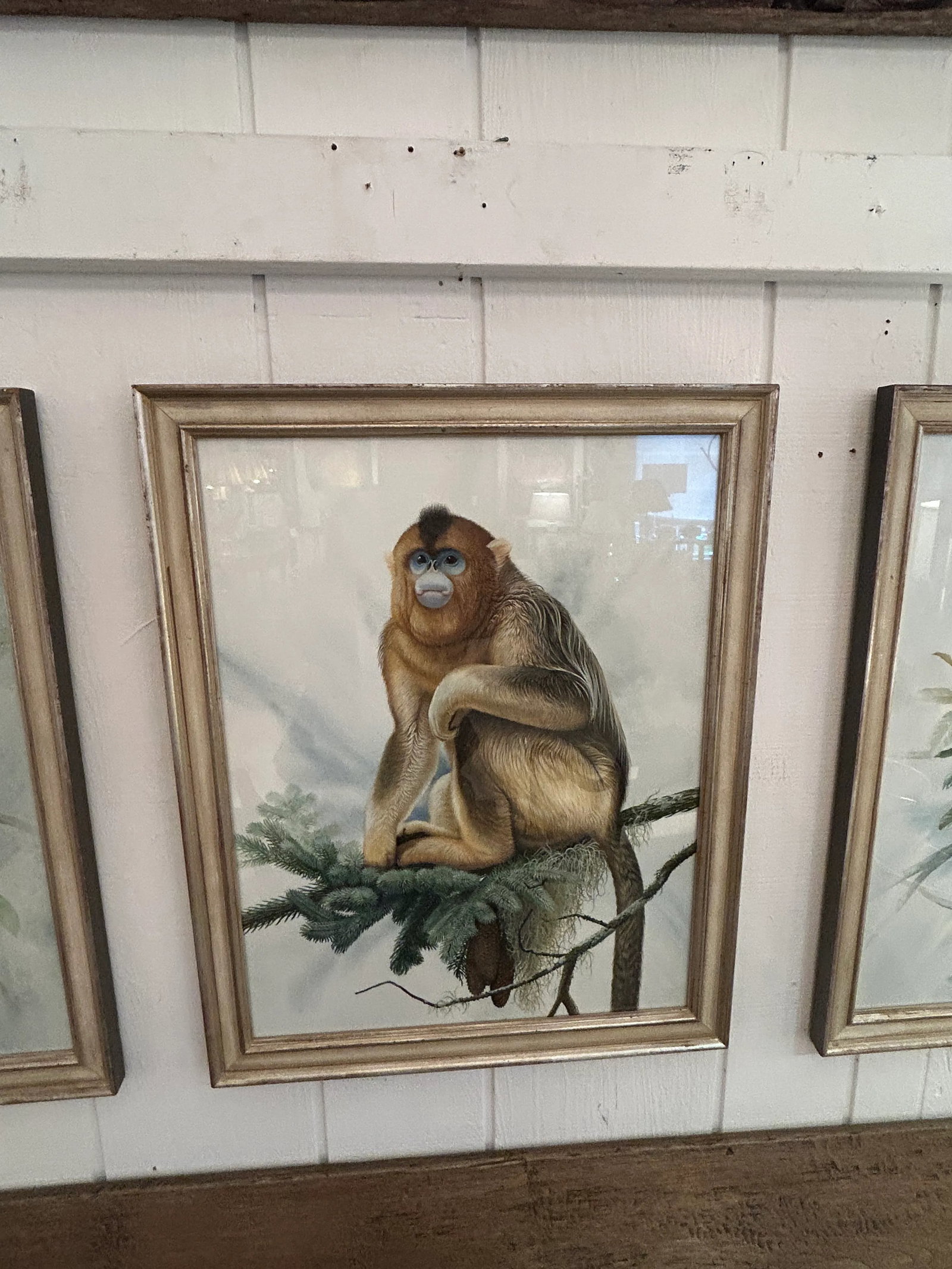 Meticulously Detailed Watercolors of Monkeys -Set of 3 - 5