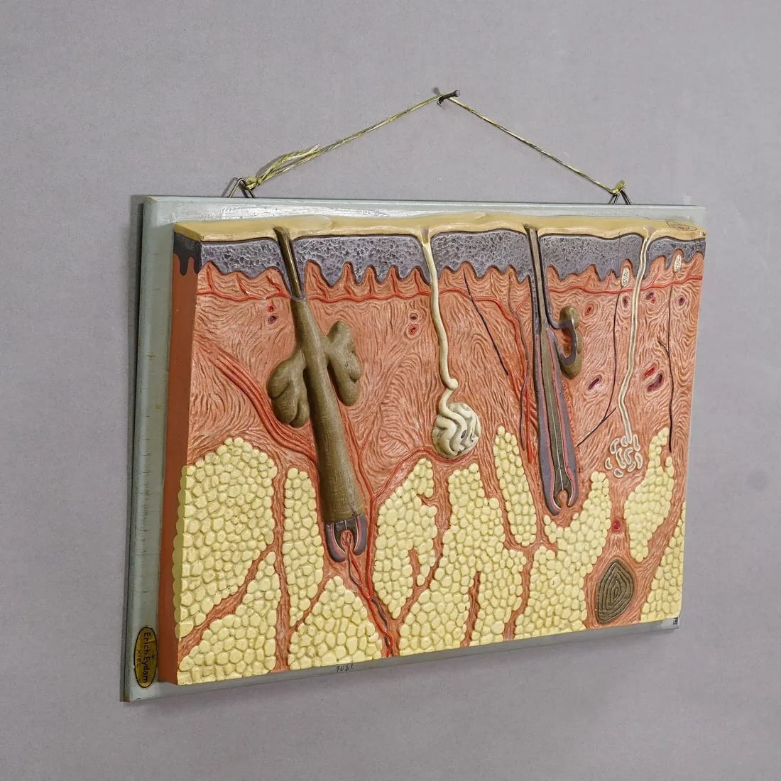 Teaching Aid Showpiece - Structure of the Human Skin, Resin on Wood 1950s - 2
